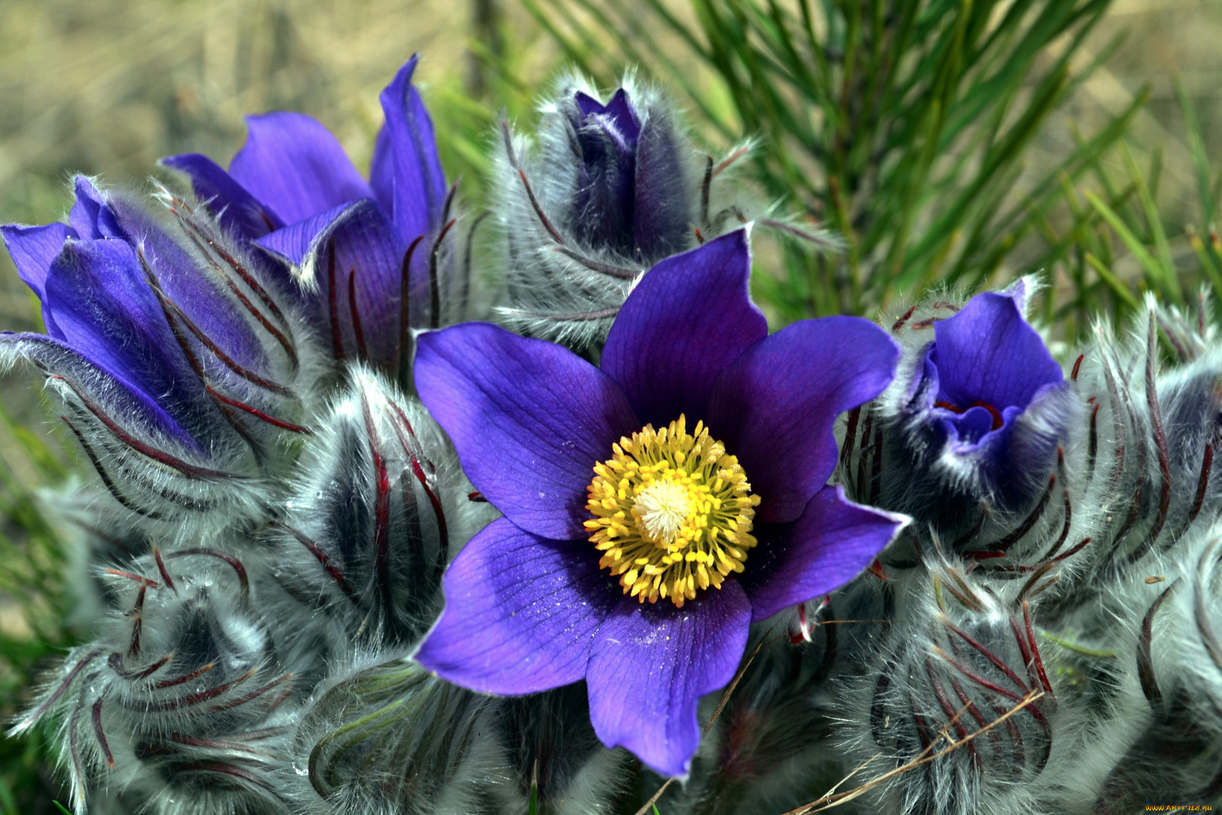 цветы, анемоны, , сон-трава, сон-трава