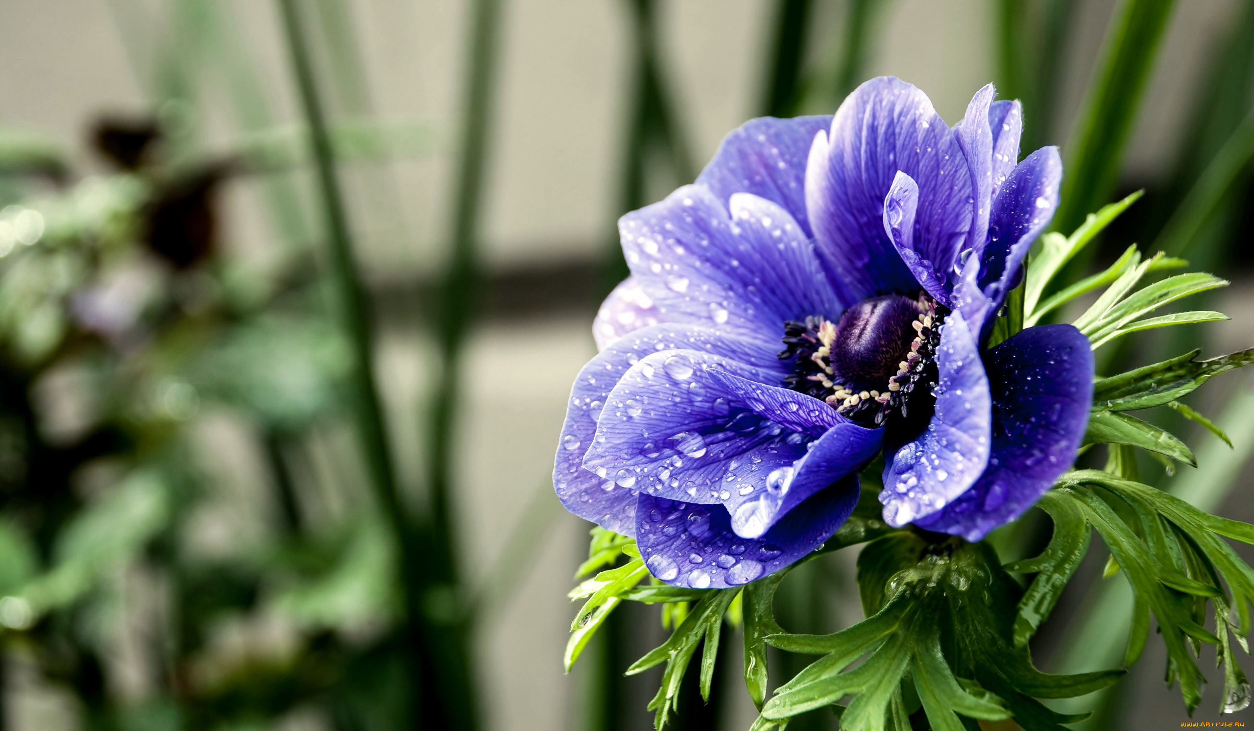 цветы, анемоны, , сон-трава, макро, анемон, капли