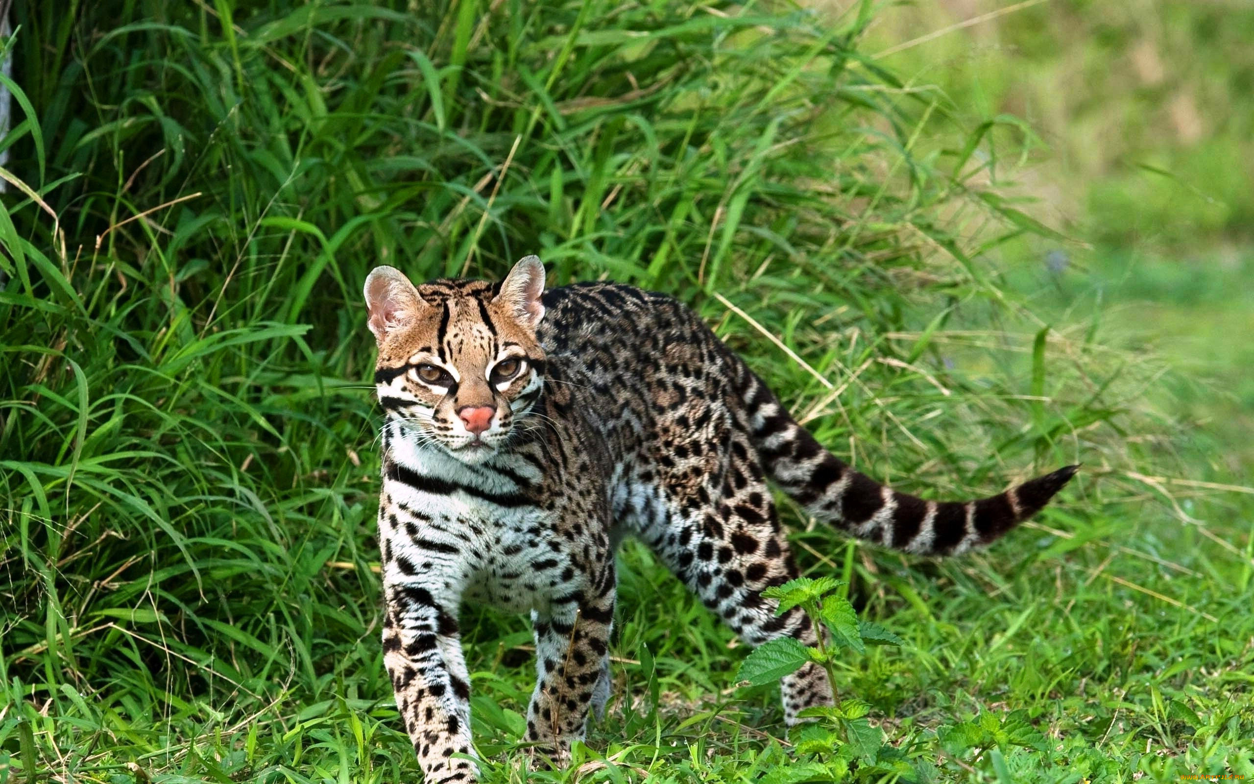 животные, оцелоты, оцелот, зверь, трава