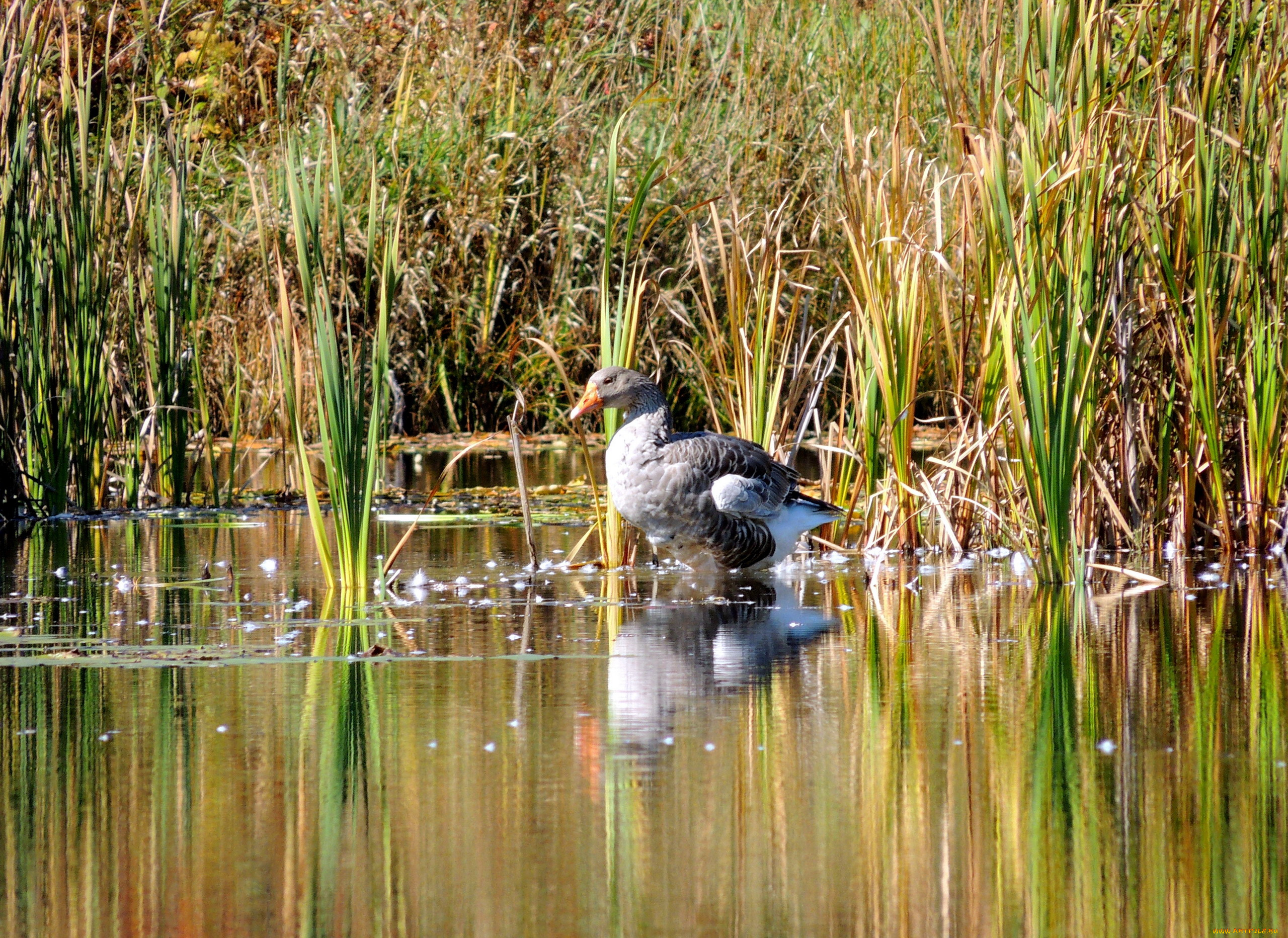 животные, гуси, камыши, гусь, вода