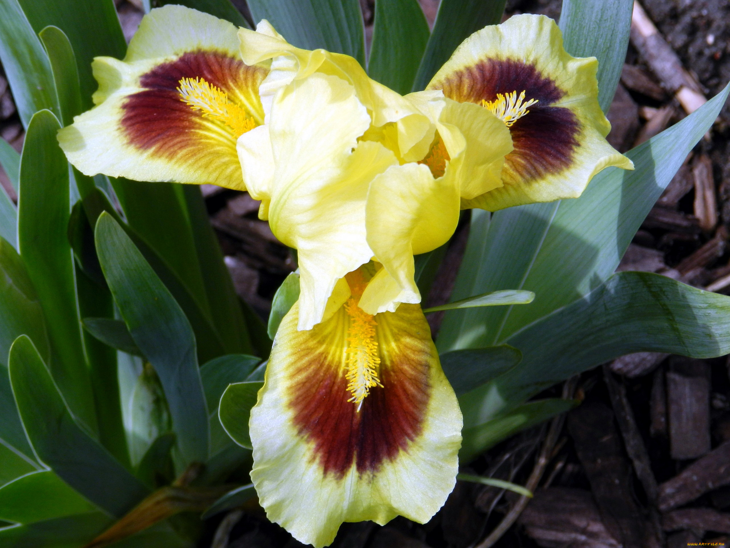 цветы, ирисы, макро