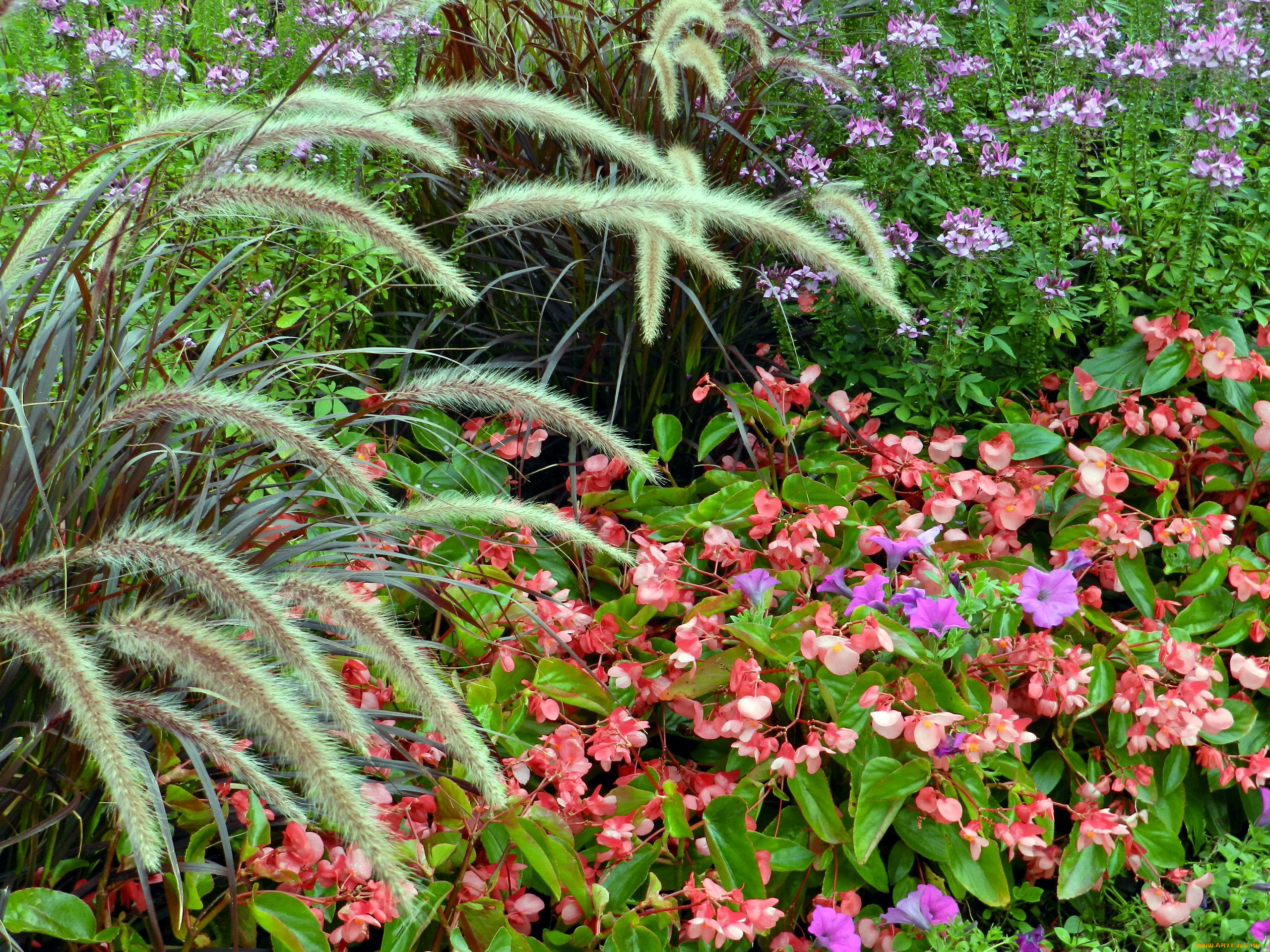 цветы, разные, вместе, петуния, бегония