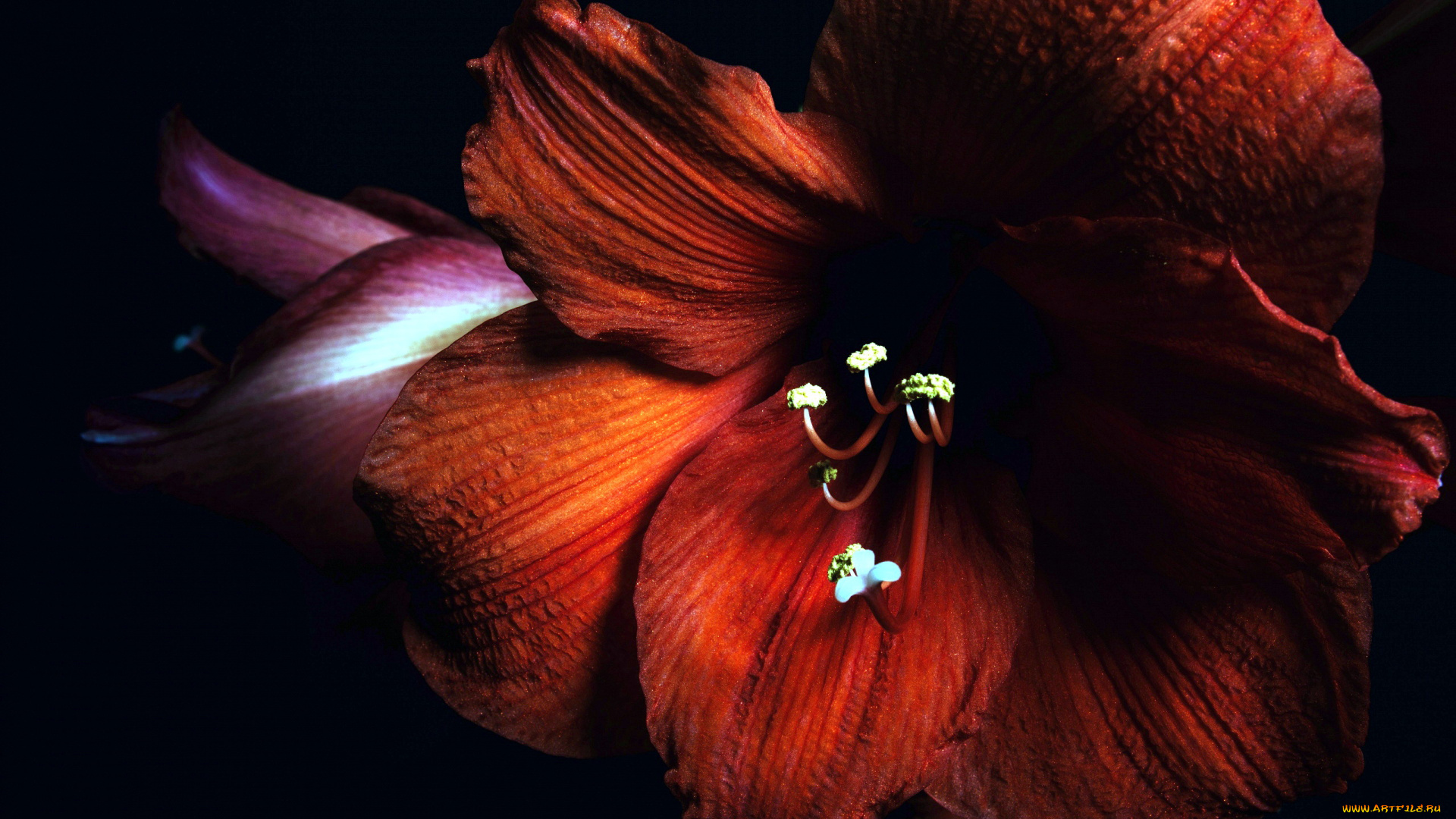 цветы, амариллисы, , гиппеаструмы, макро