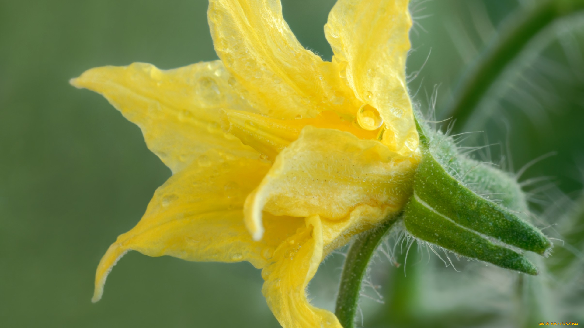 цветы, цветущие, овощи, , ягоды, капли, желтый, цветок