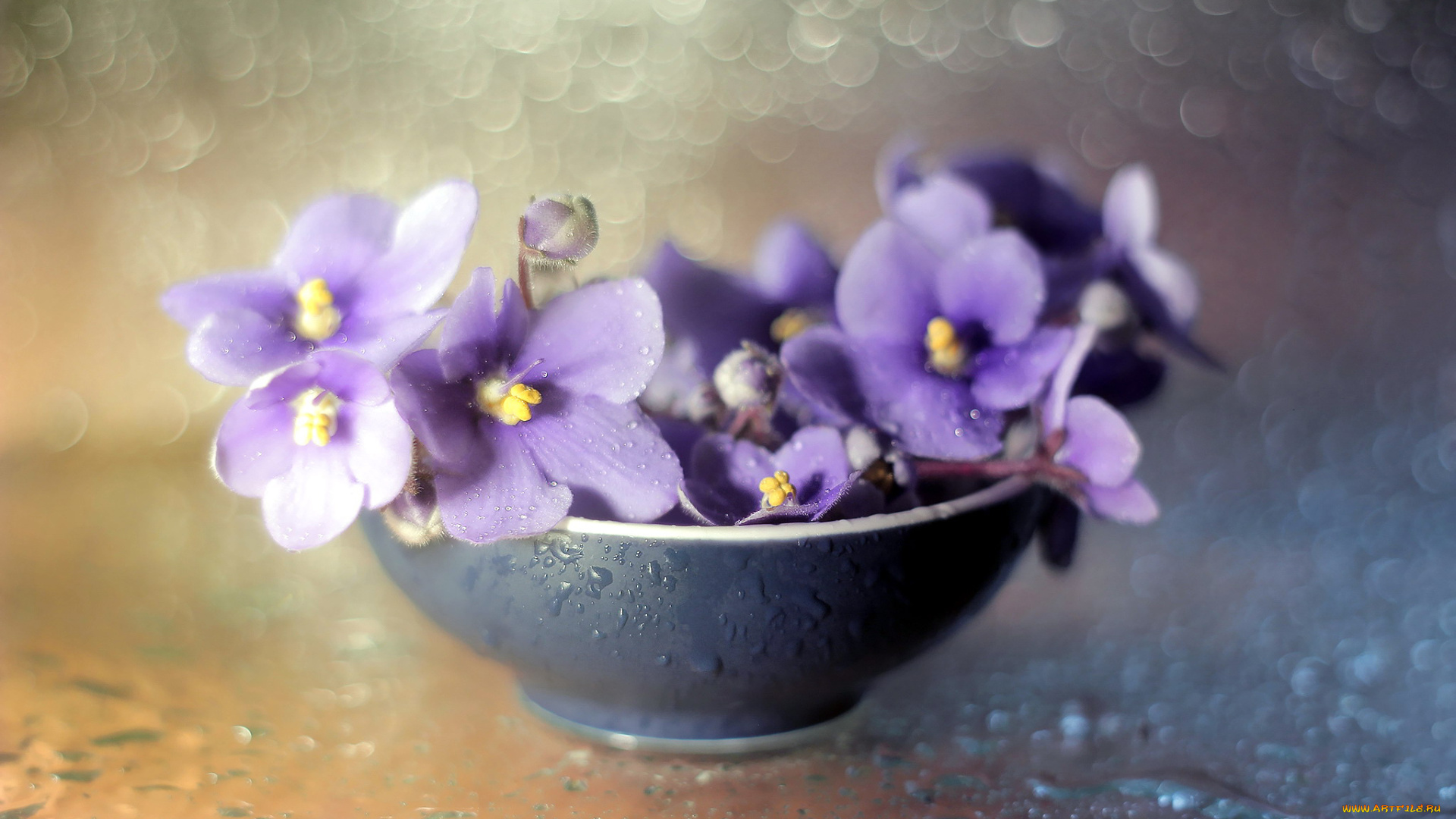 цветы, фиалки, боке