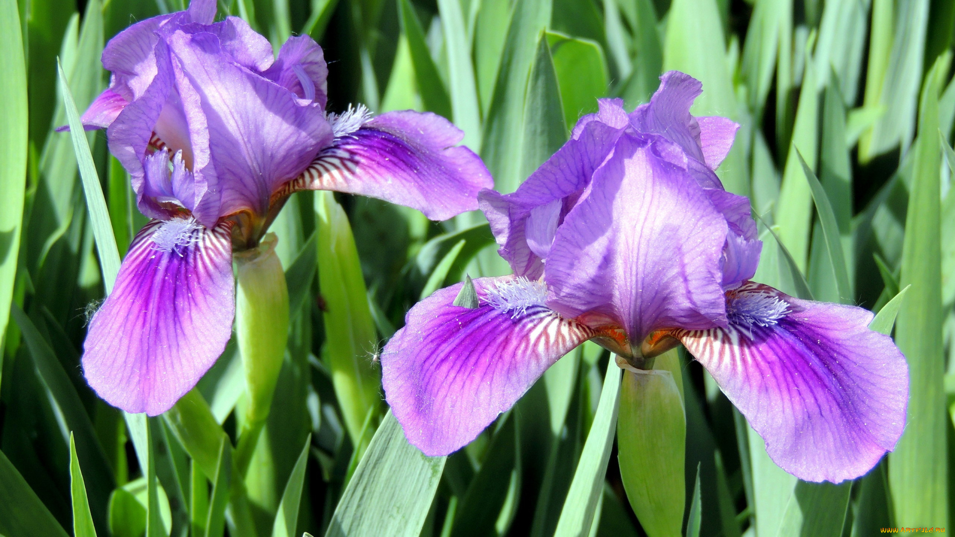 цветы, ирисы, дуэт