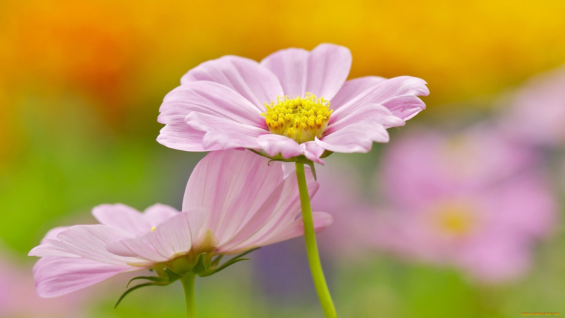 цветы, космея, розовые, космеи