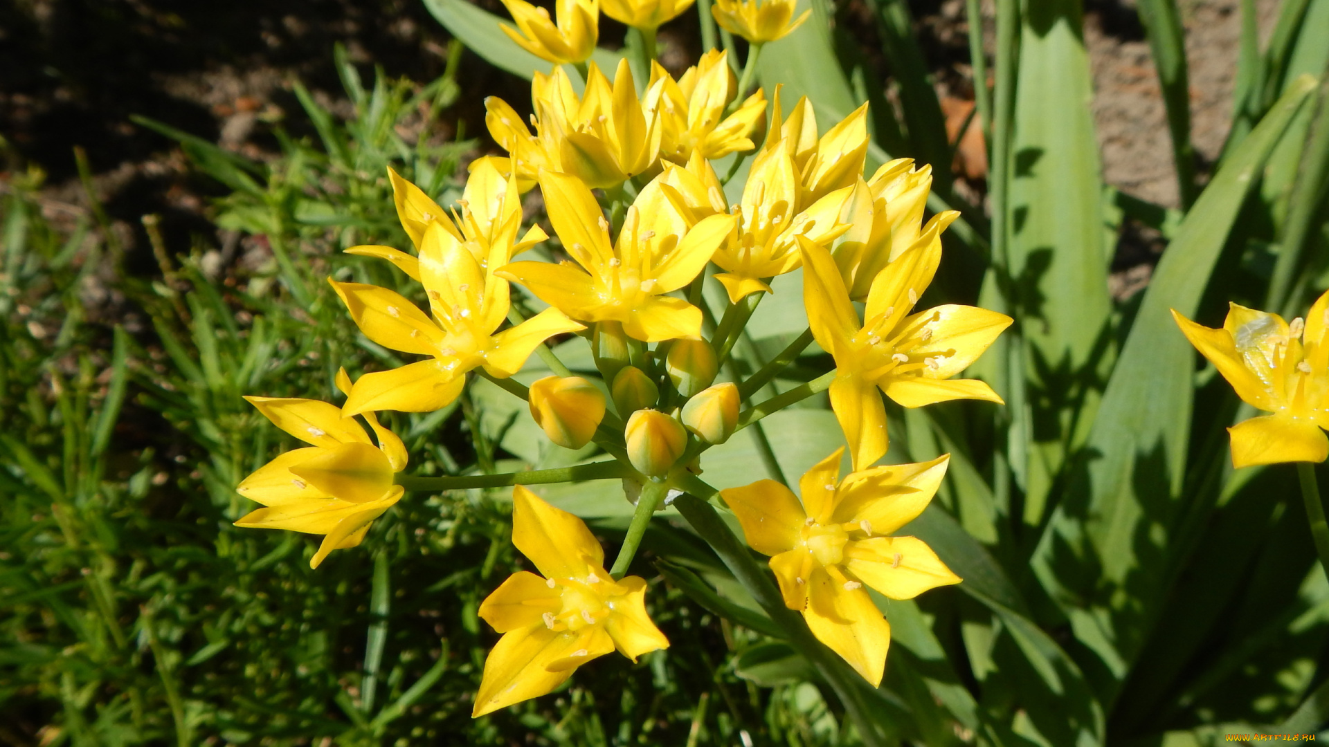 цветы, лилии, , лилейники, флора