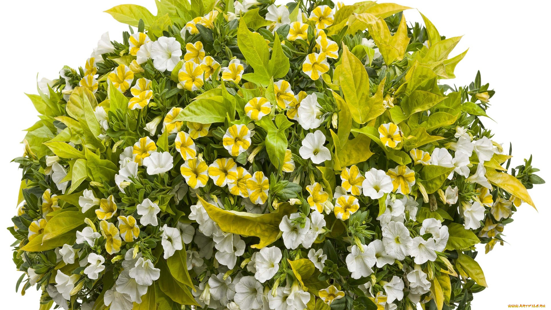 цветы, петунии, , калибрахоа, белый, фон