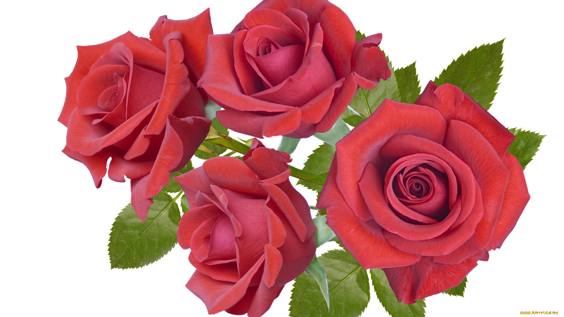цветы, розы, Четыре, бордовые