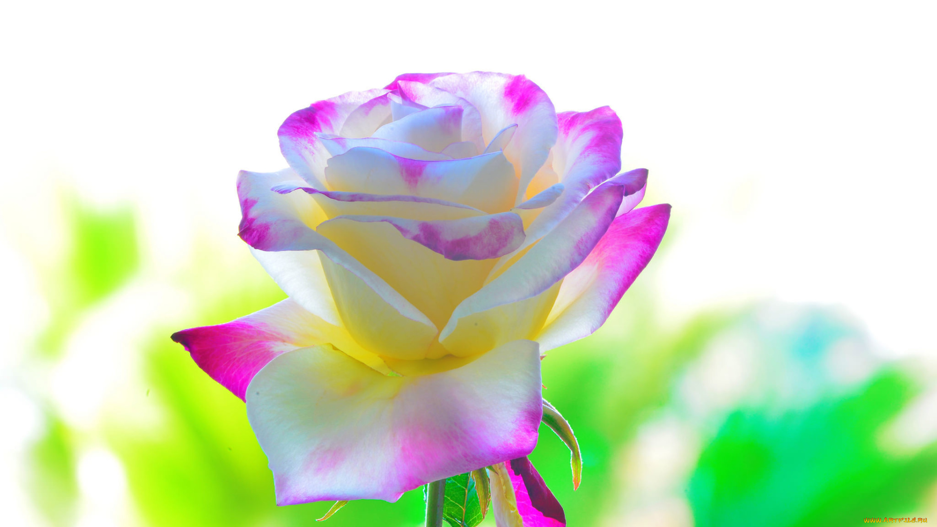 цветы, розы, фон, лепестки, красота, роза