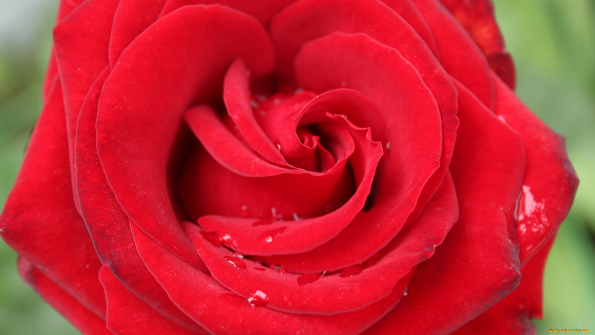 цветы, розы, капли, роза, макро, цветок, красный