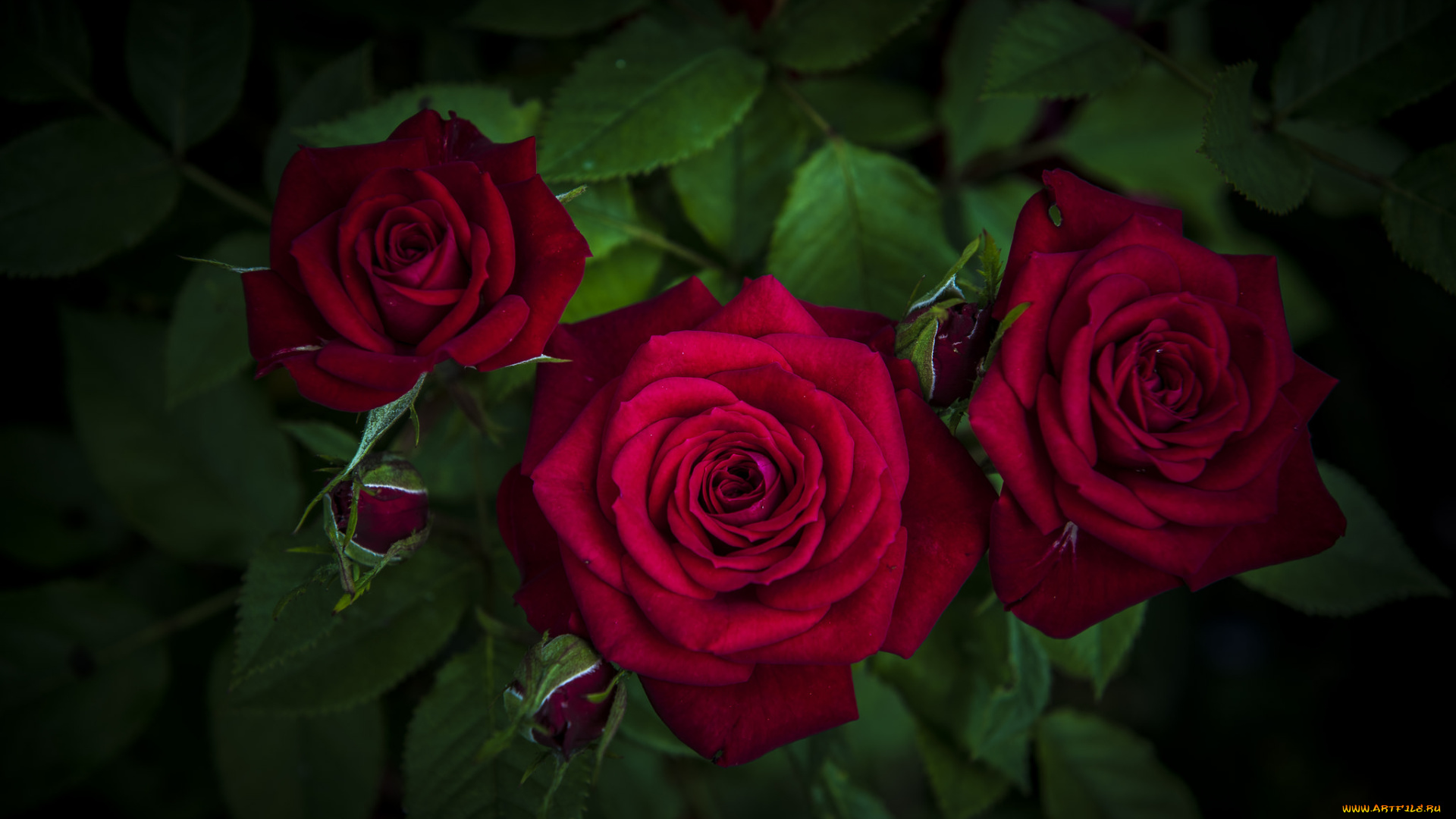 цветы, розы, макро