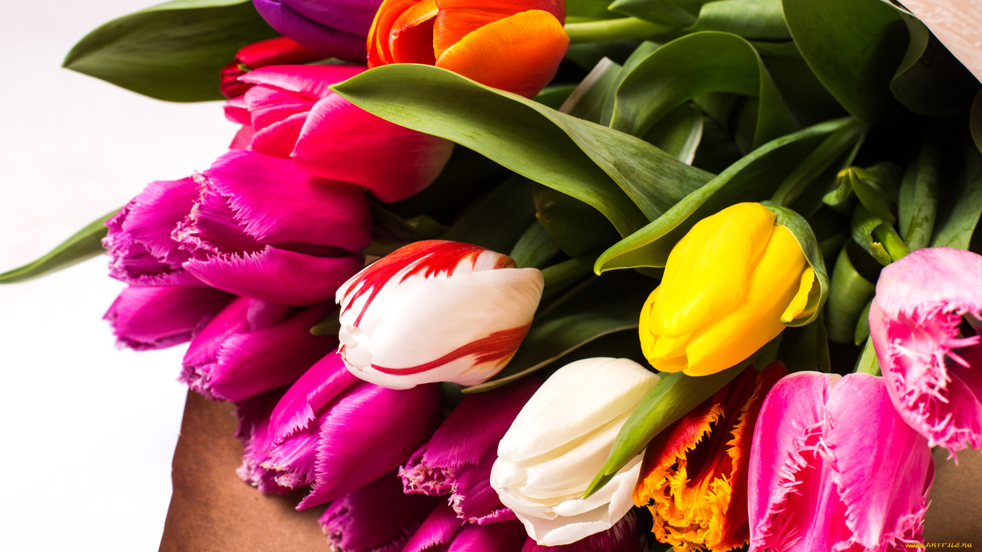 цветы, тюльпаны, весенние