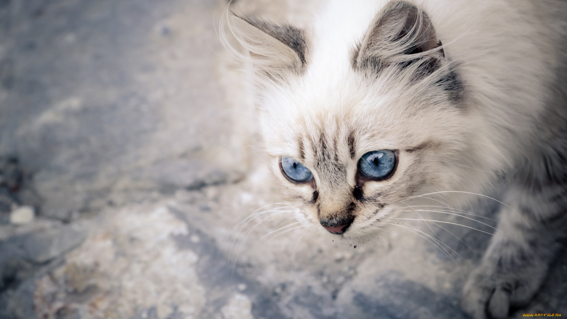 кот, животные, коты