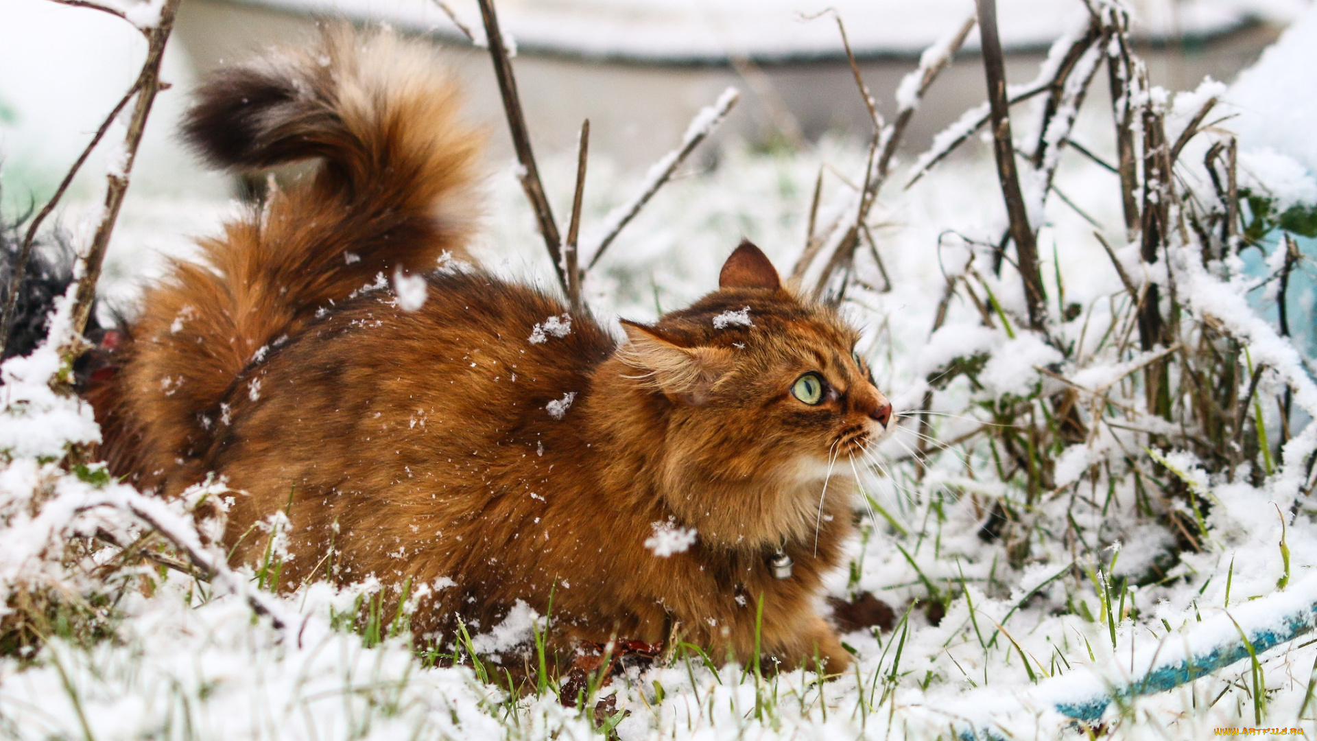 кот, животные, коты