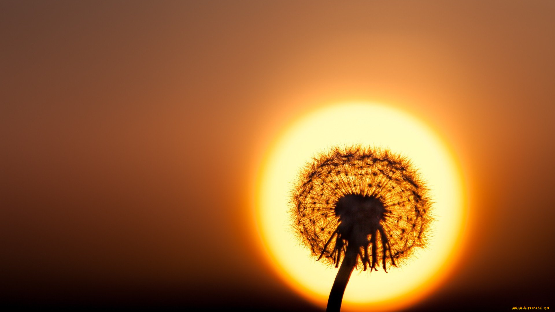 одуваньчик, цветы, одуванчики