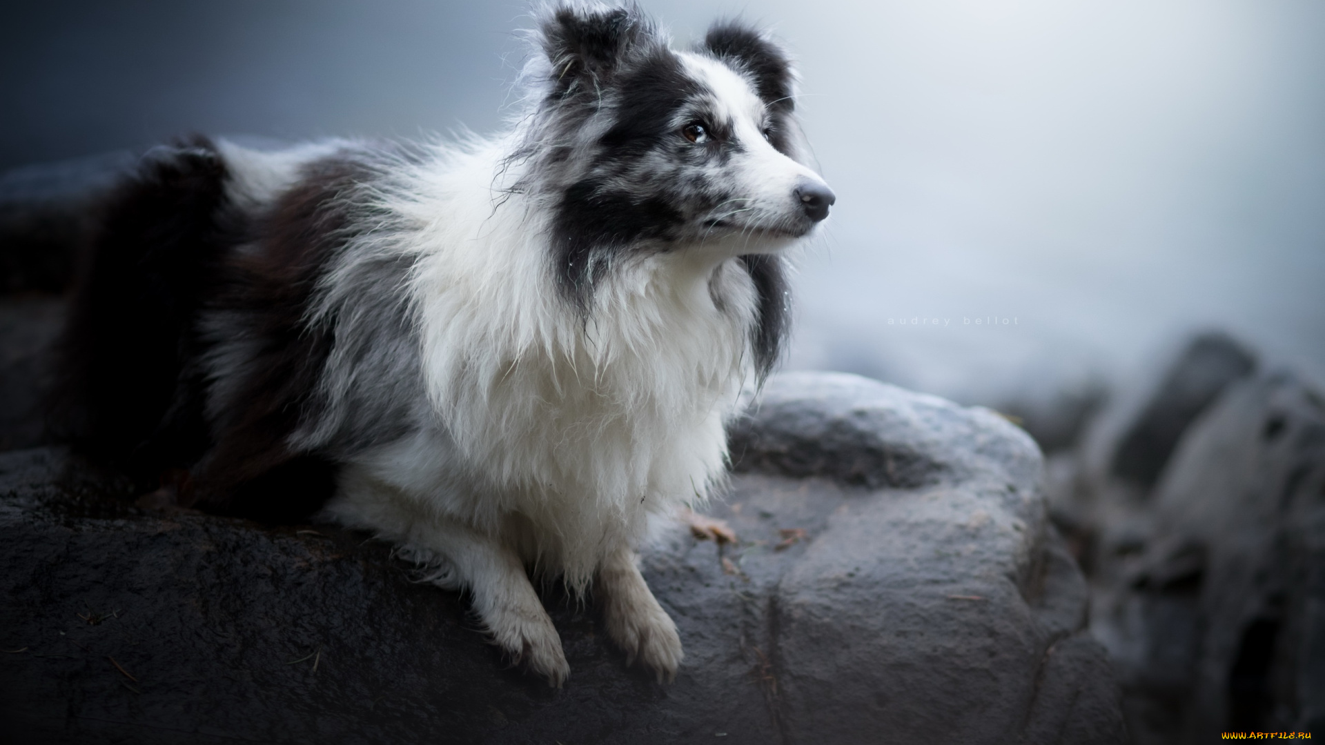 собака, животные, собаки