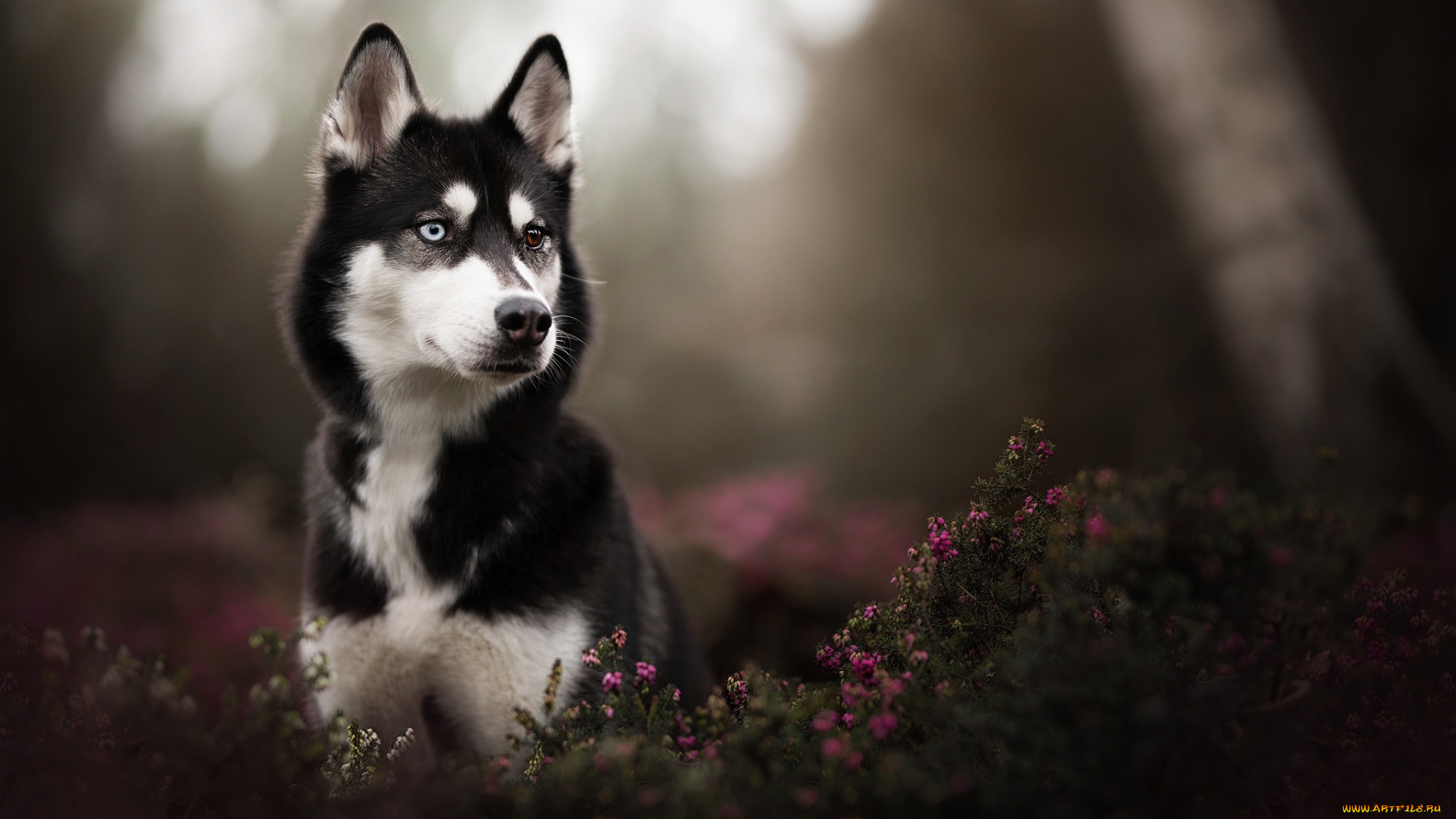 собака, животные, собаки