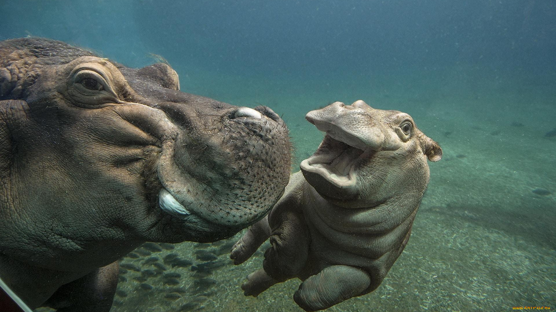 животные, бегемоты, гиппопотам, вода, детеныш, бегемот