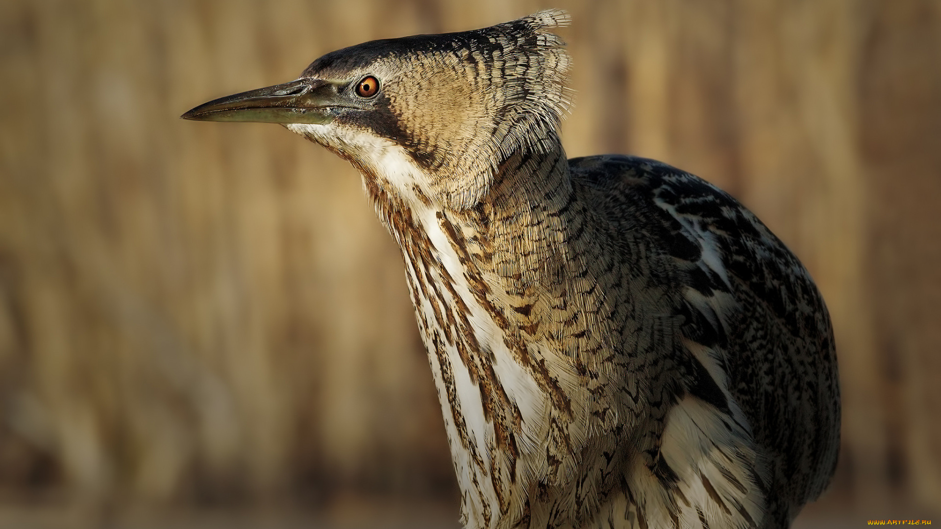 животные, цапли, , выпи, птица