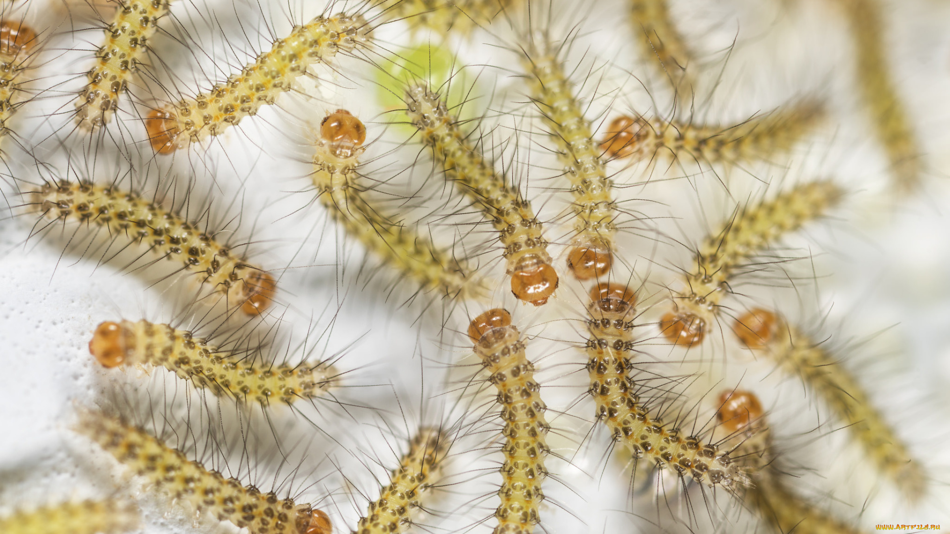 животные, гусеницы