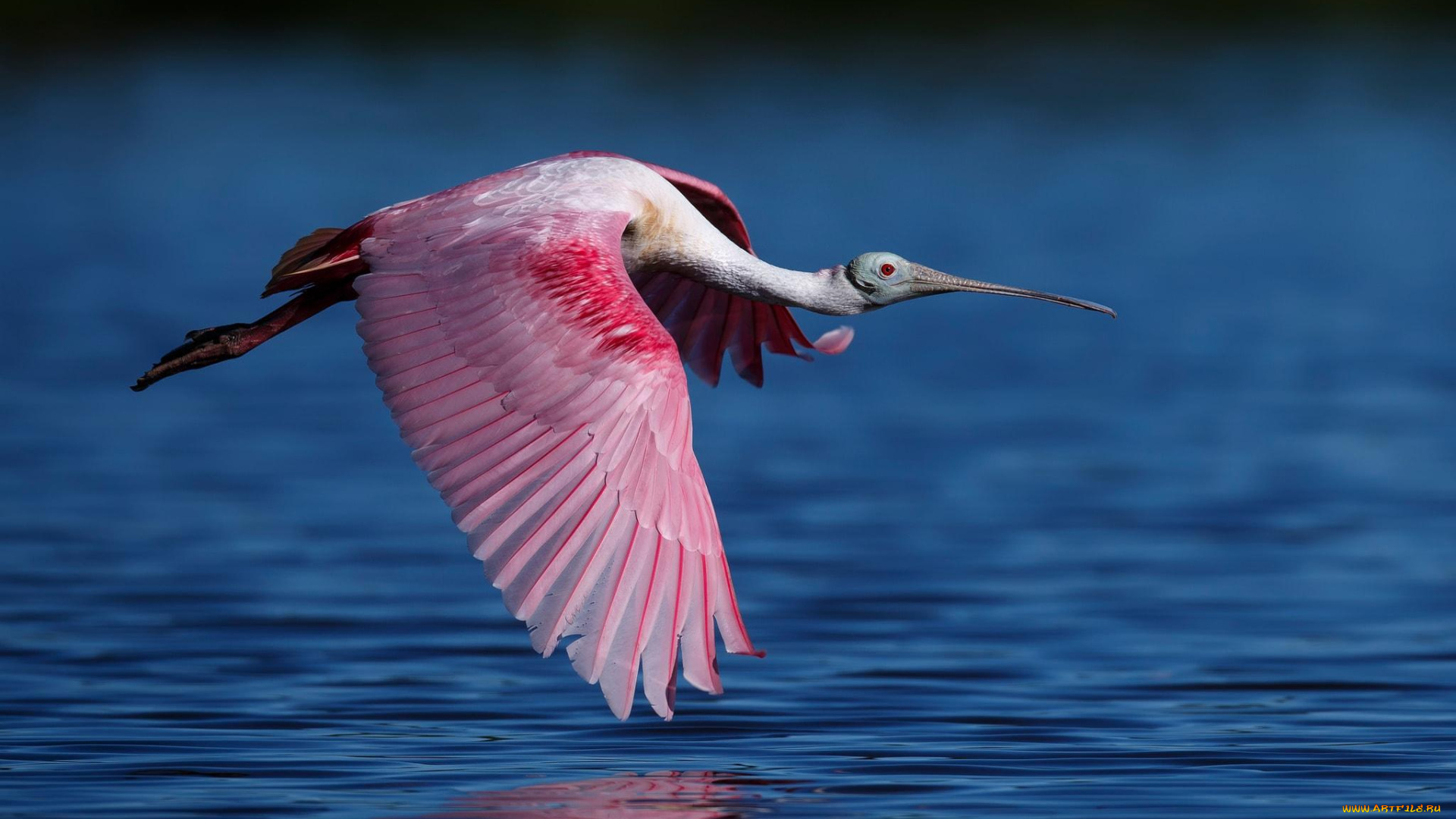 животные, ибисы, , колпицы, ибис, вода, полет, розовый