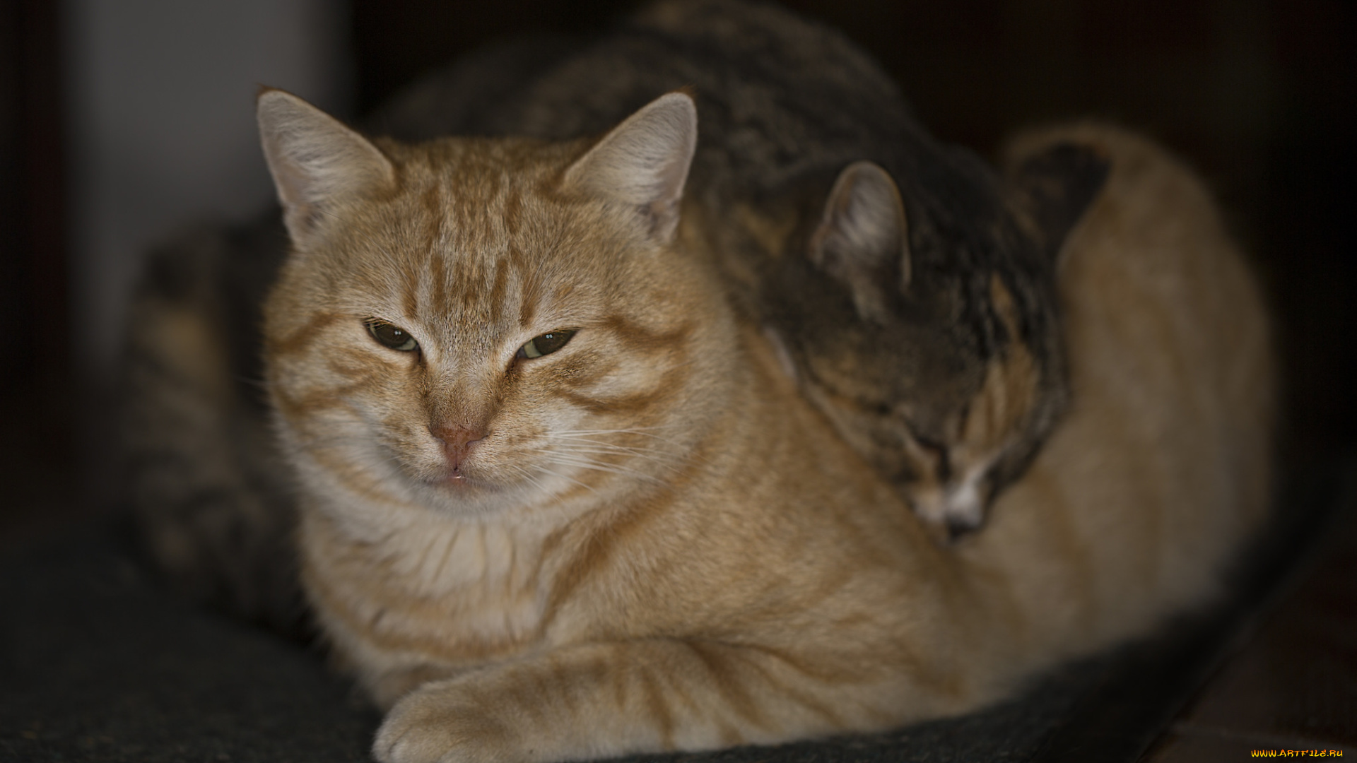 животные, коты