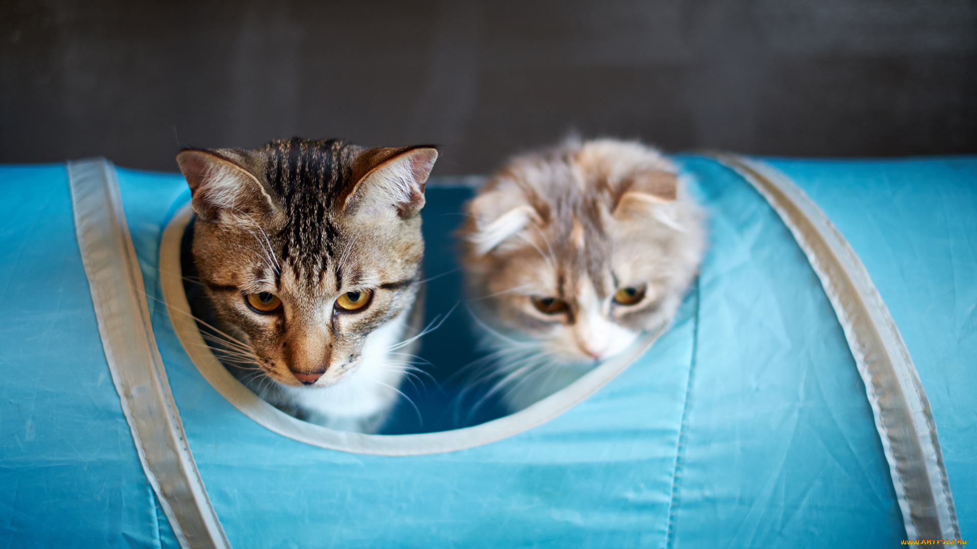 животные, коты, пара, головы, сумка, дыра, кошки