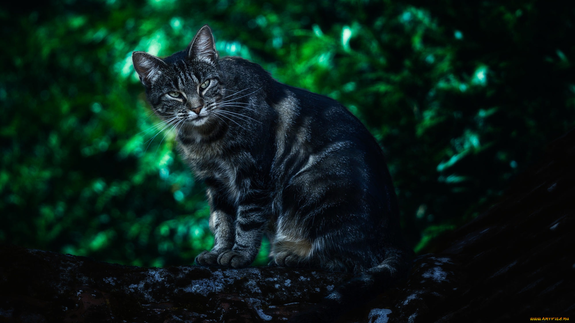 животные, коты, природа, trees, depth, of, field, looking, at, viewer, animals, дикая, кошка, лес