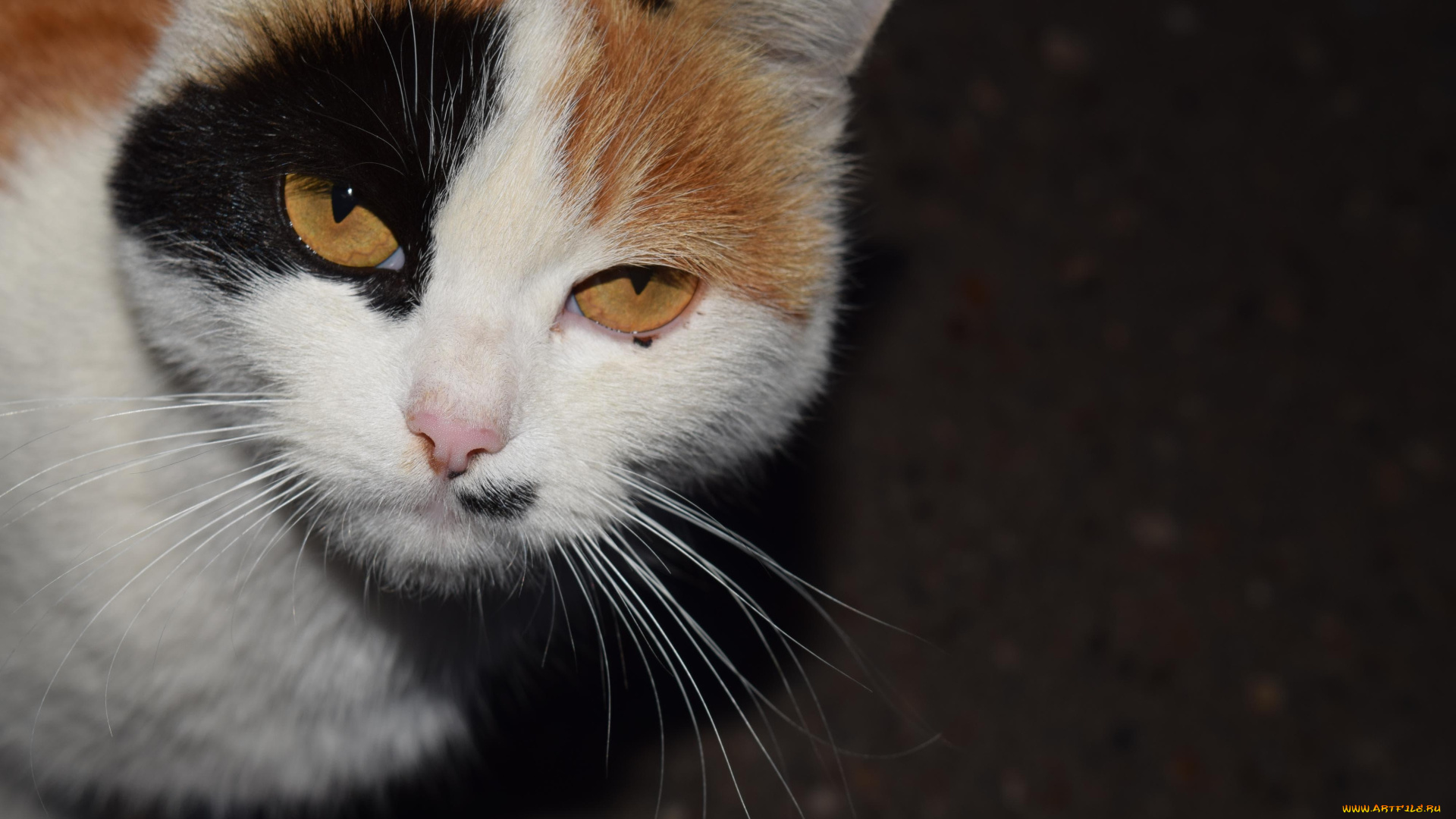 животные, коты, трехцветная, кошка, взгляд