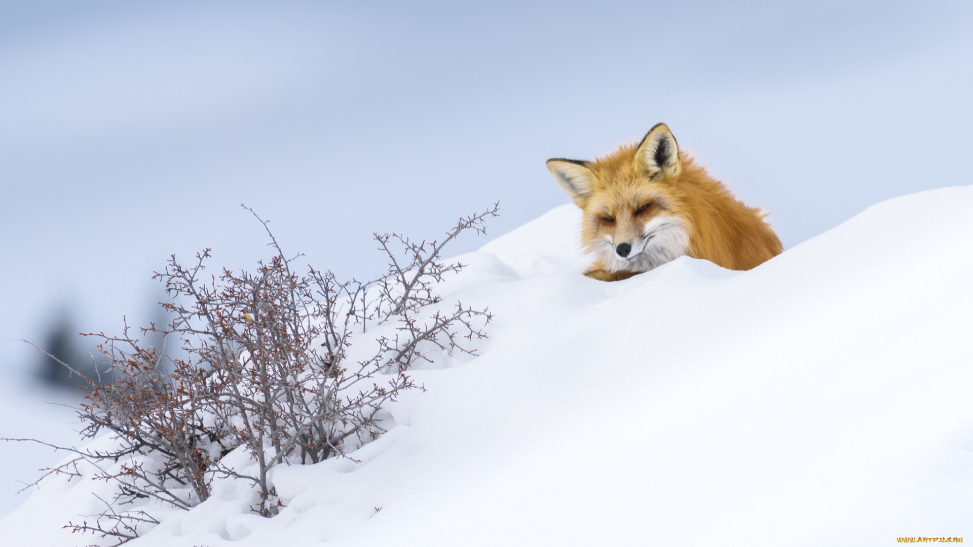 животные, лисы, лиса, снег, зима