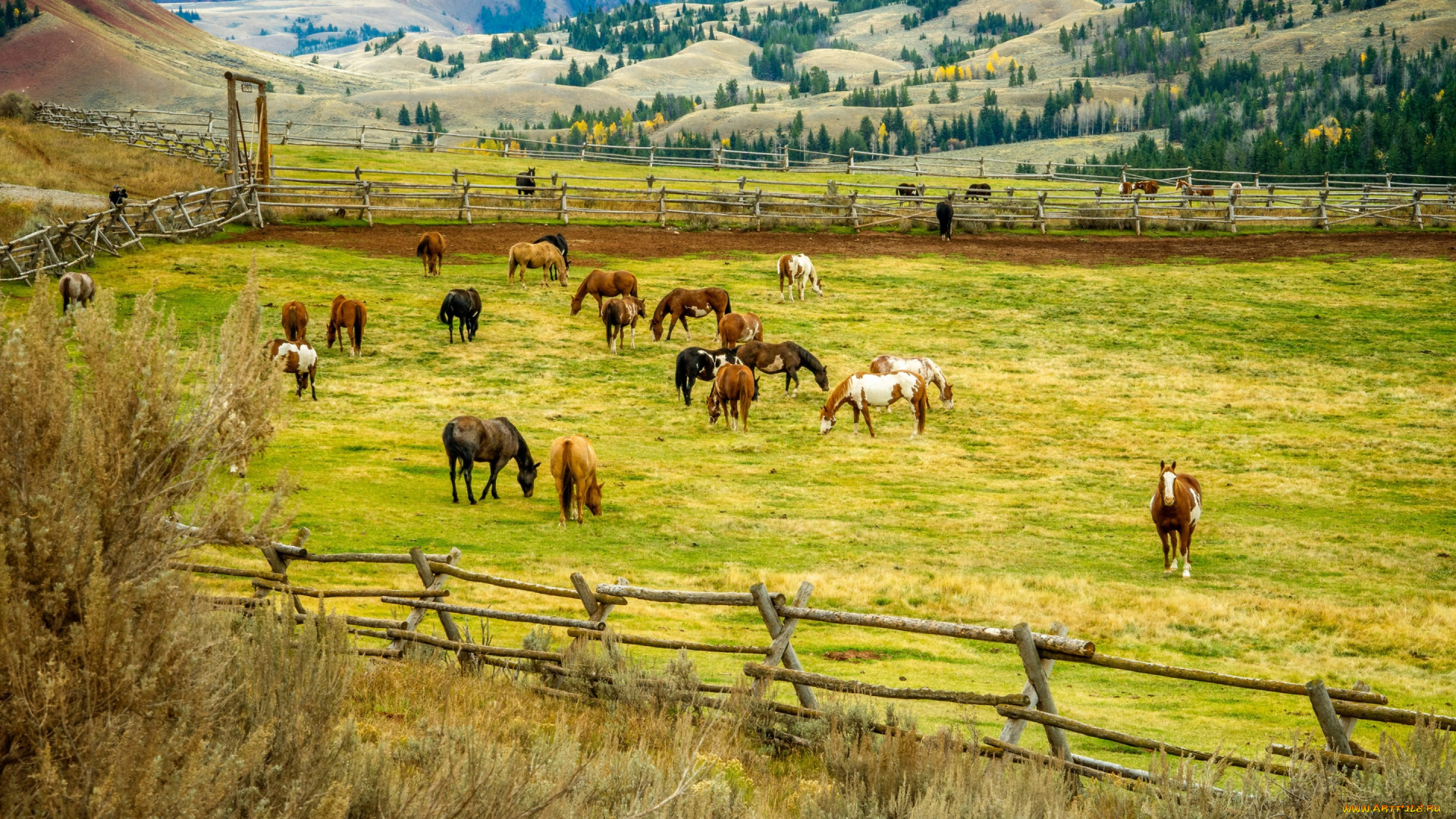 животные, лошади, пейзаж, изгородь, холмы, загон, деревья, природа, поля