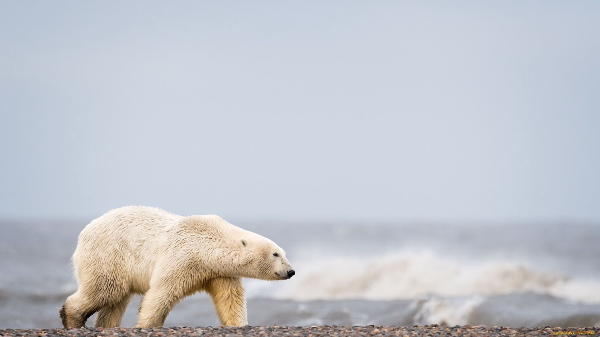 животные, медведи, море, медведь, природа