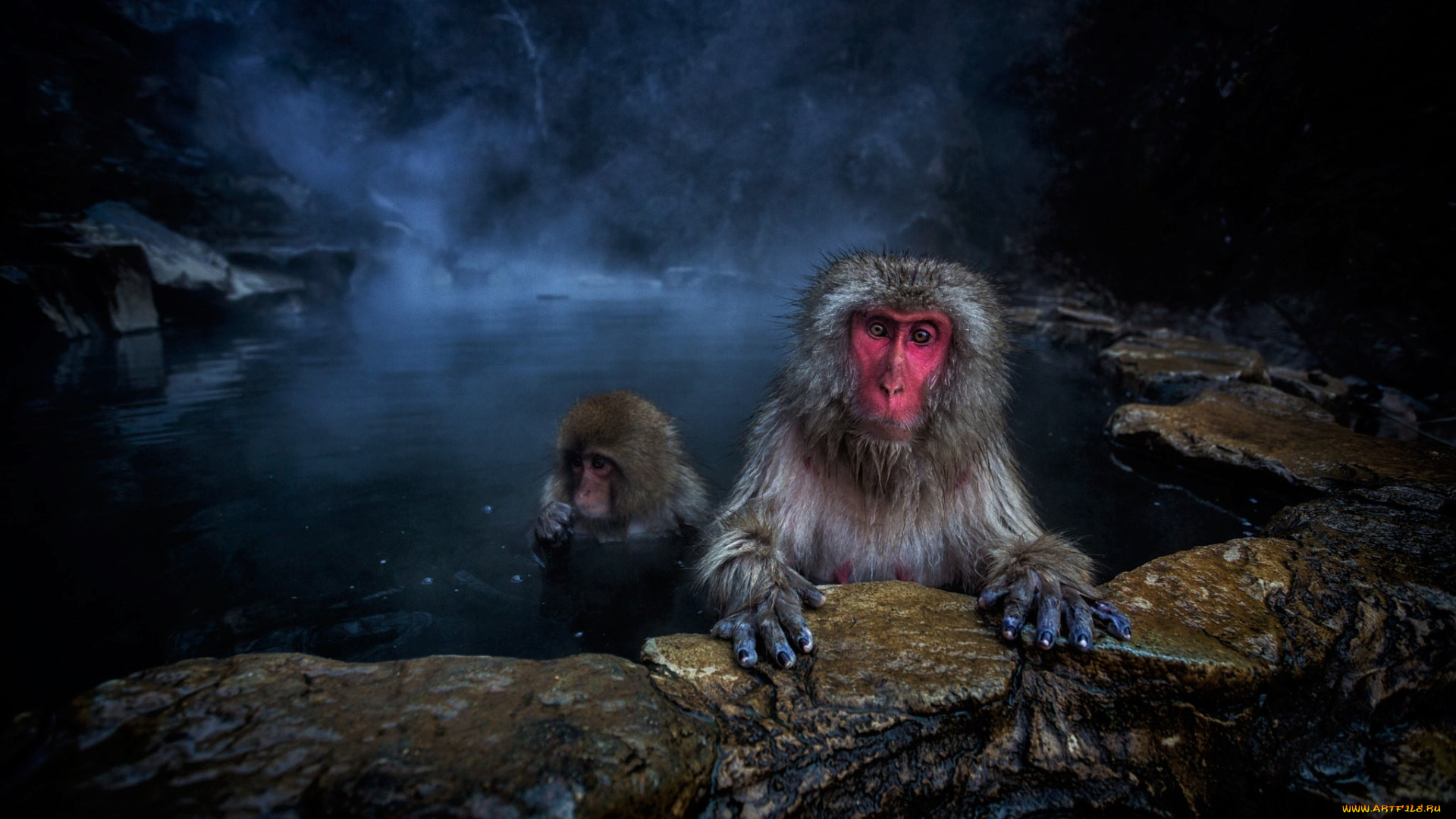животные, обезьяны, animal, природа, обезьяна, гейзер, japanese, macaque, baby