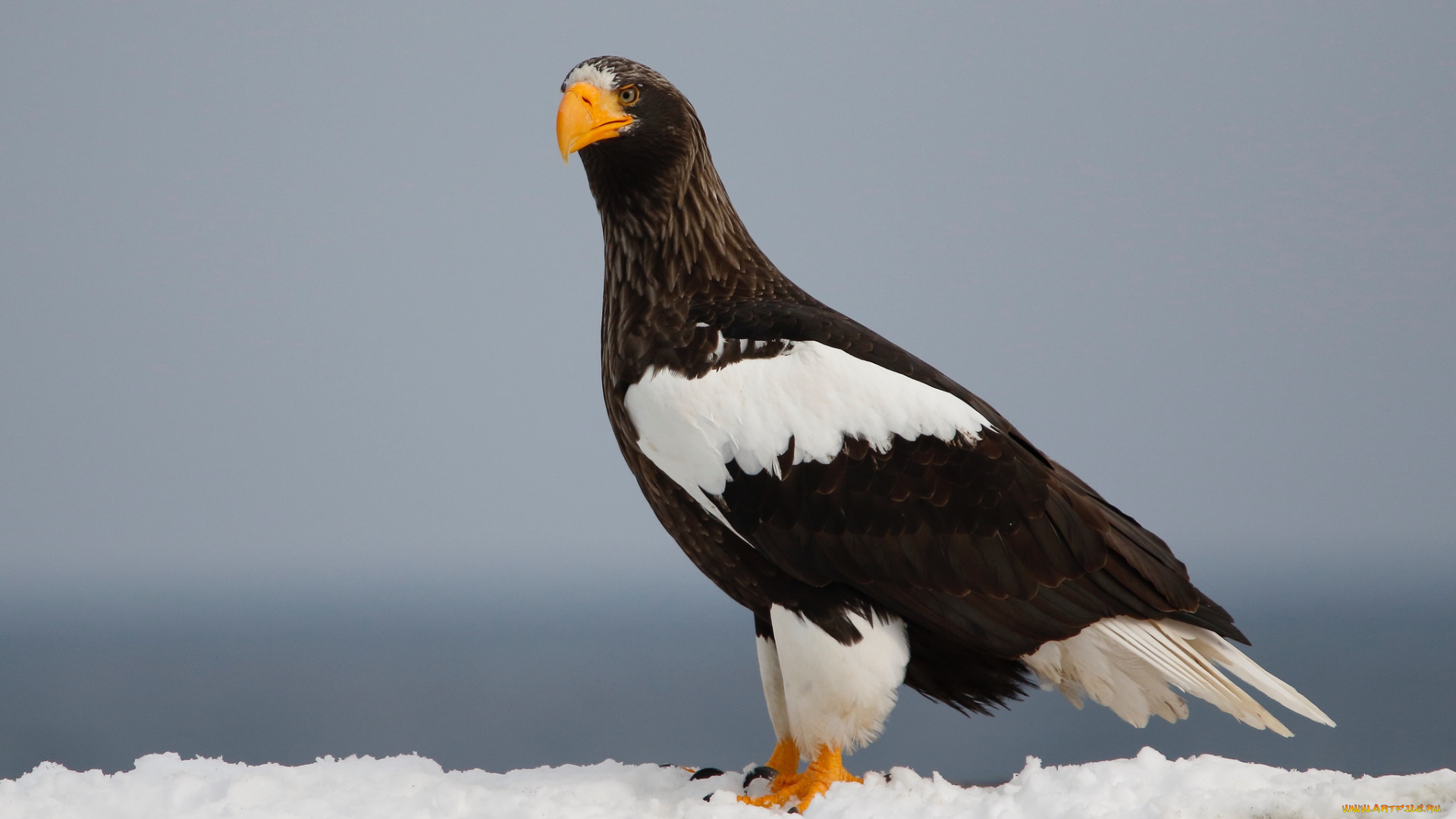 животные, птицы, -, хищники, птицы, хищник, снег, белоплечий, орлан