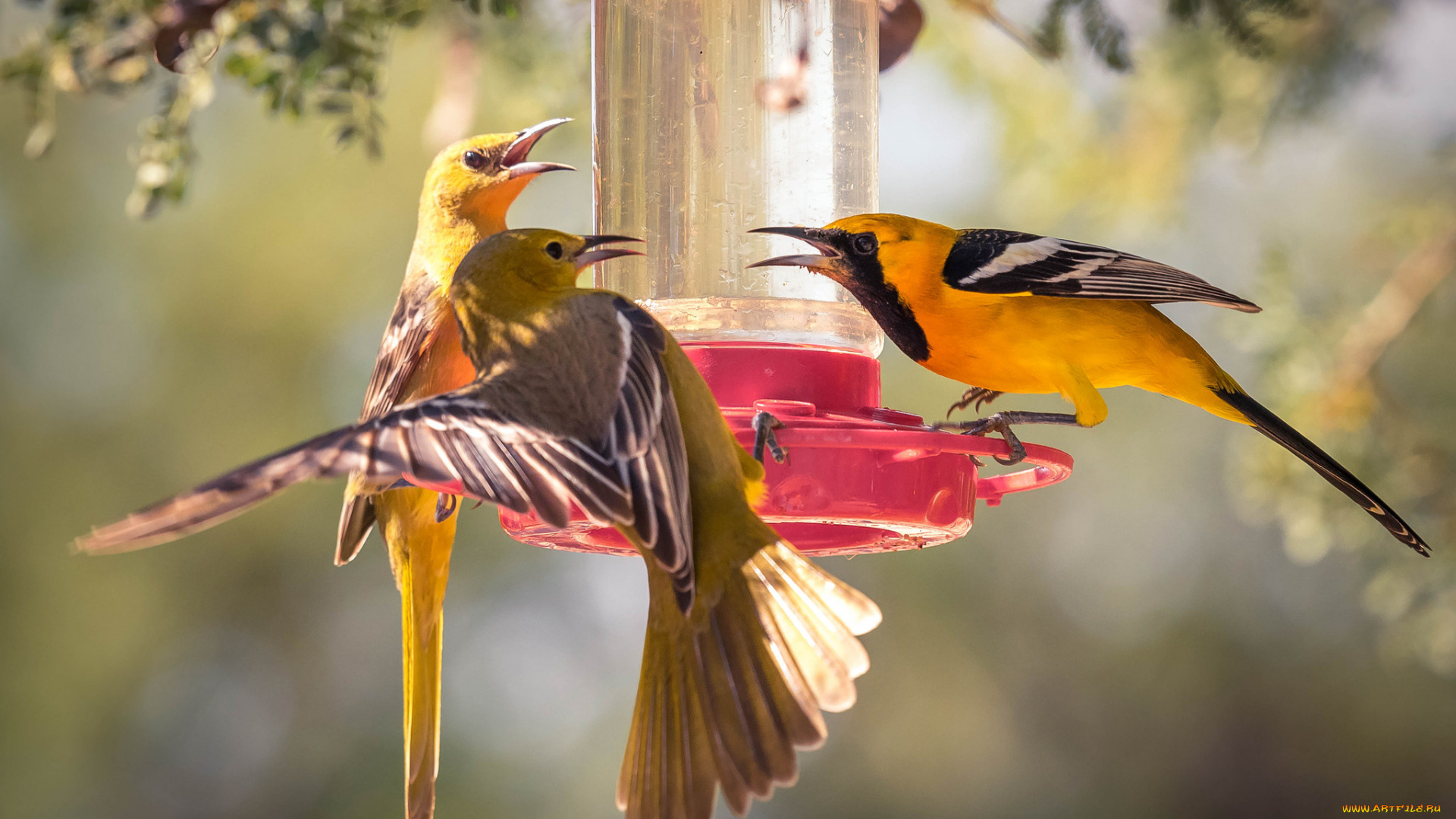 животные, птицы