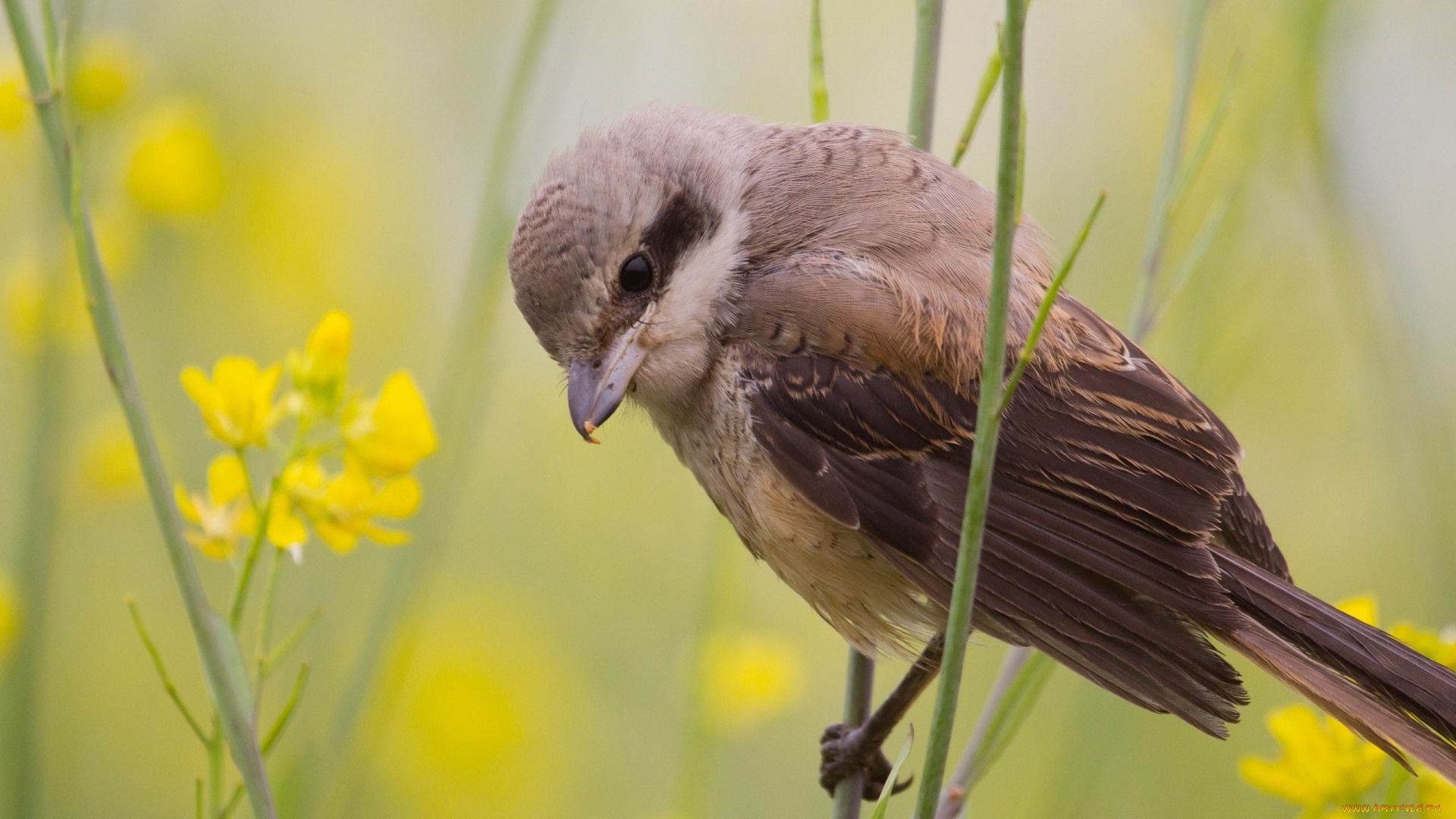 животные, птицы, цветы, стебли, птица, серая