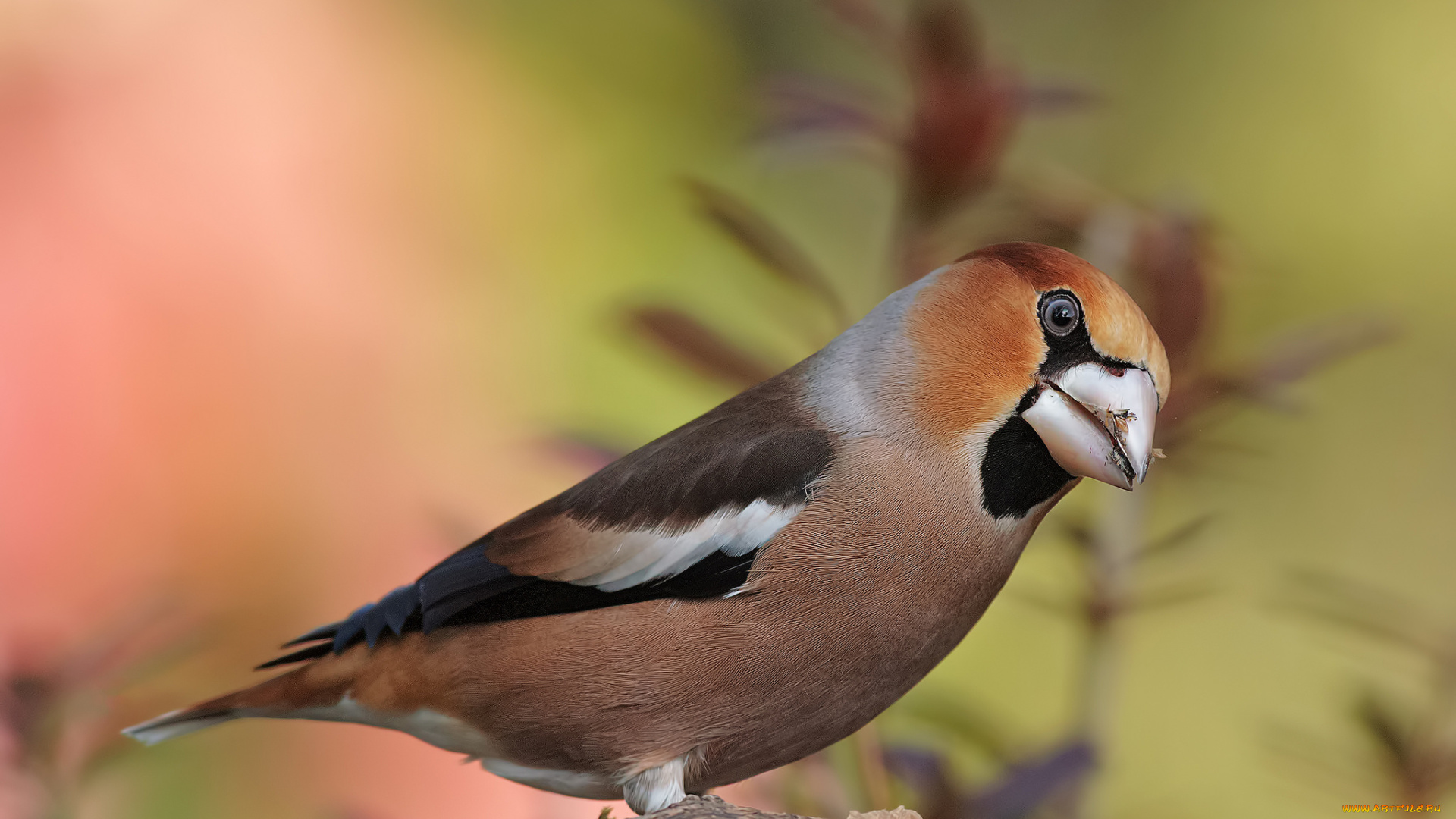 животные, птицы, птица