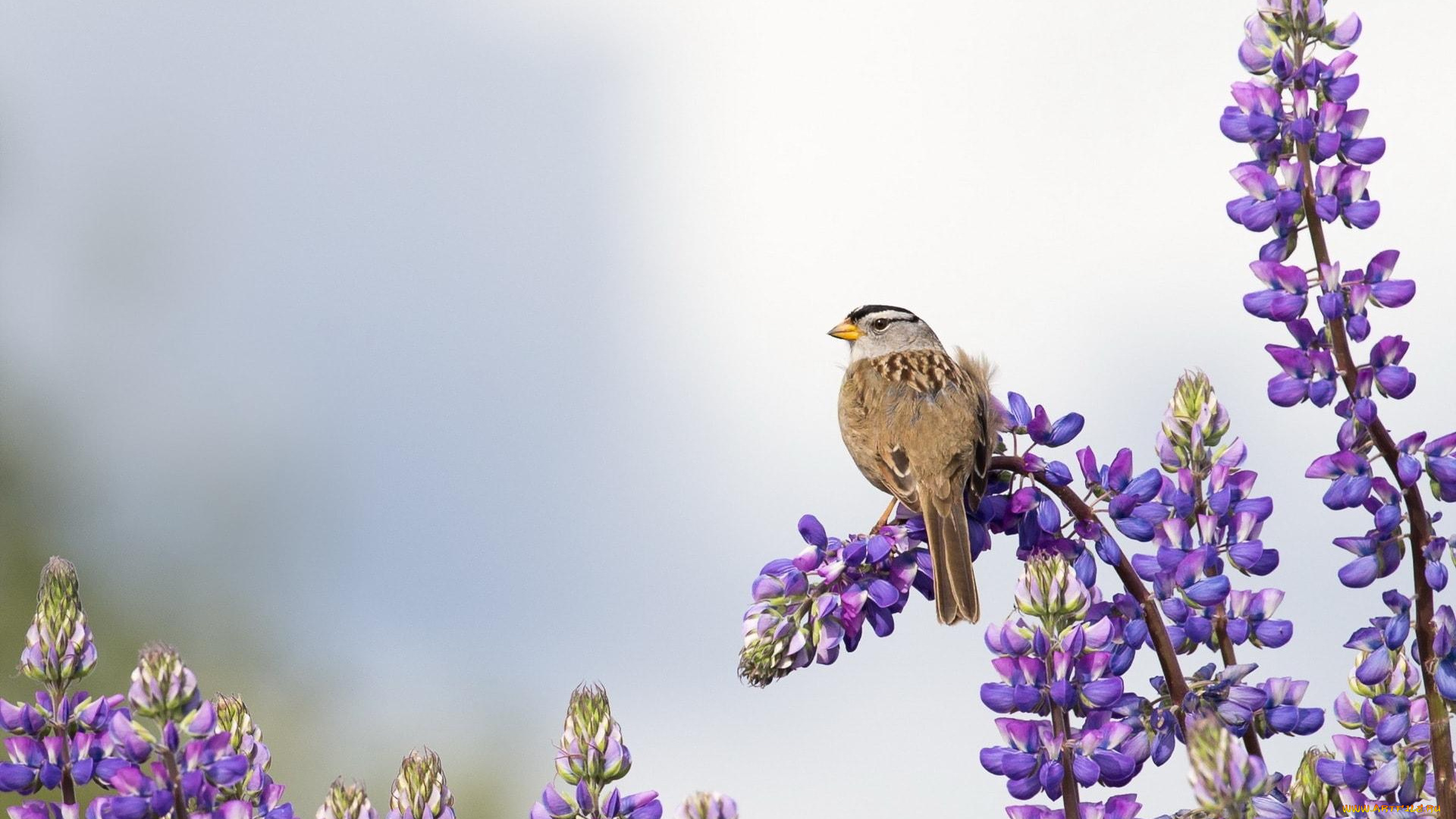 животные, птицы, птица, цветы, соцветия