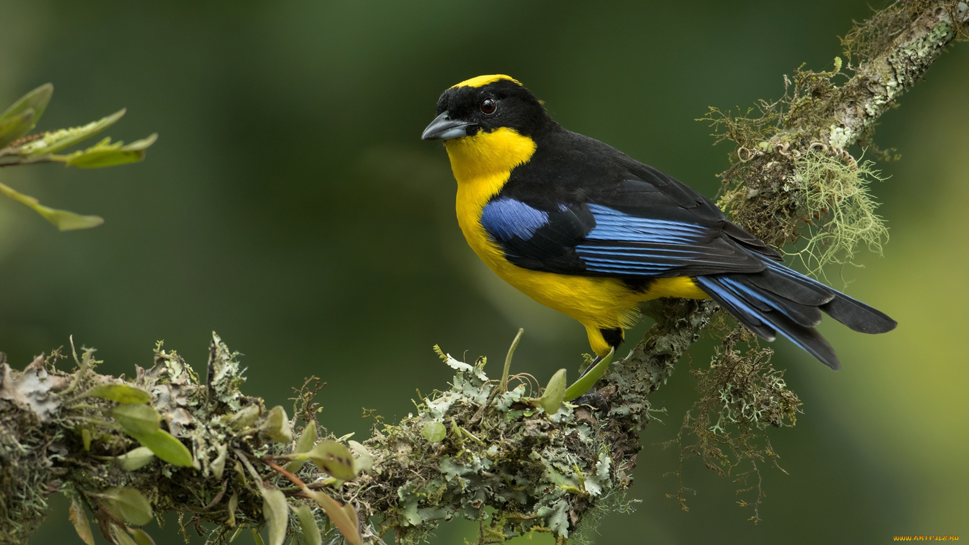 животные, птицы, птица, синекрылая, горная, танагра, ветка, фон