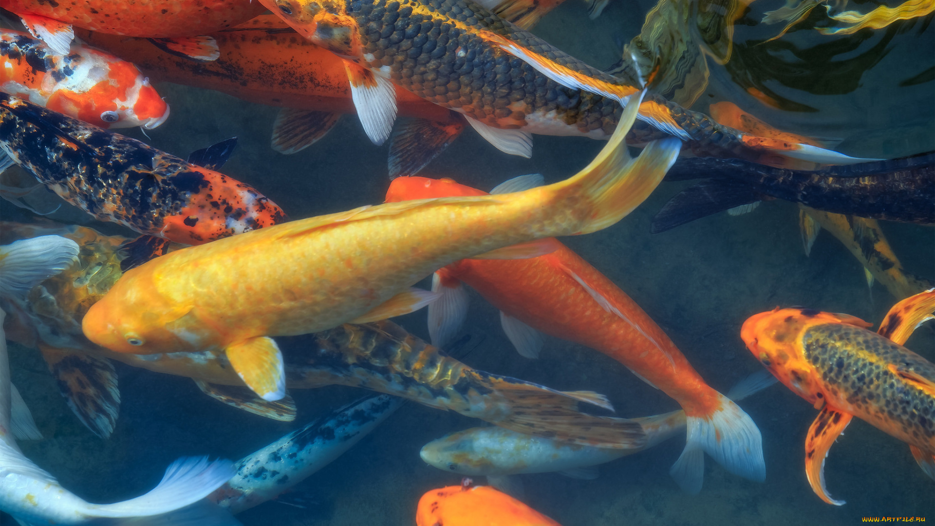 животные, рыбы