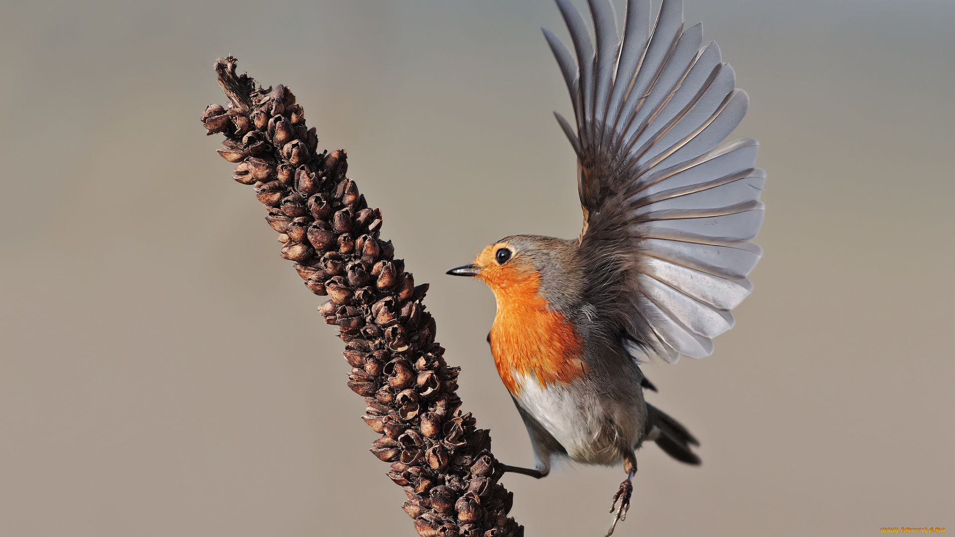животные, синицы, , лазоревки, птица