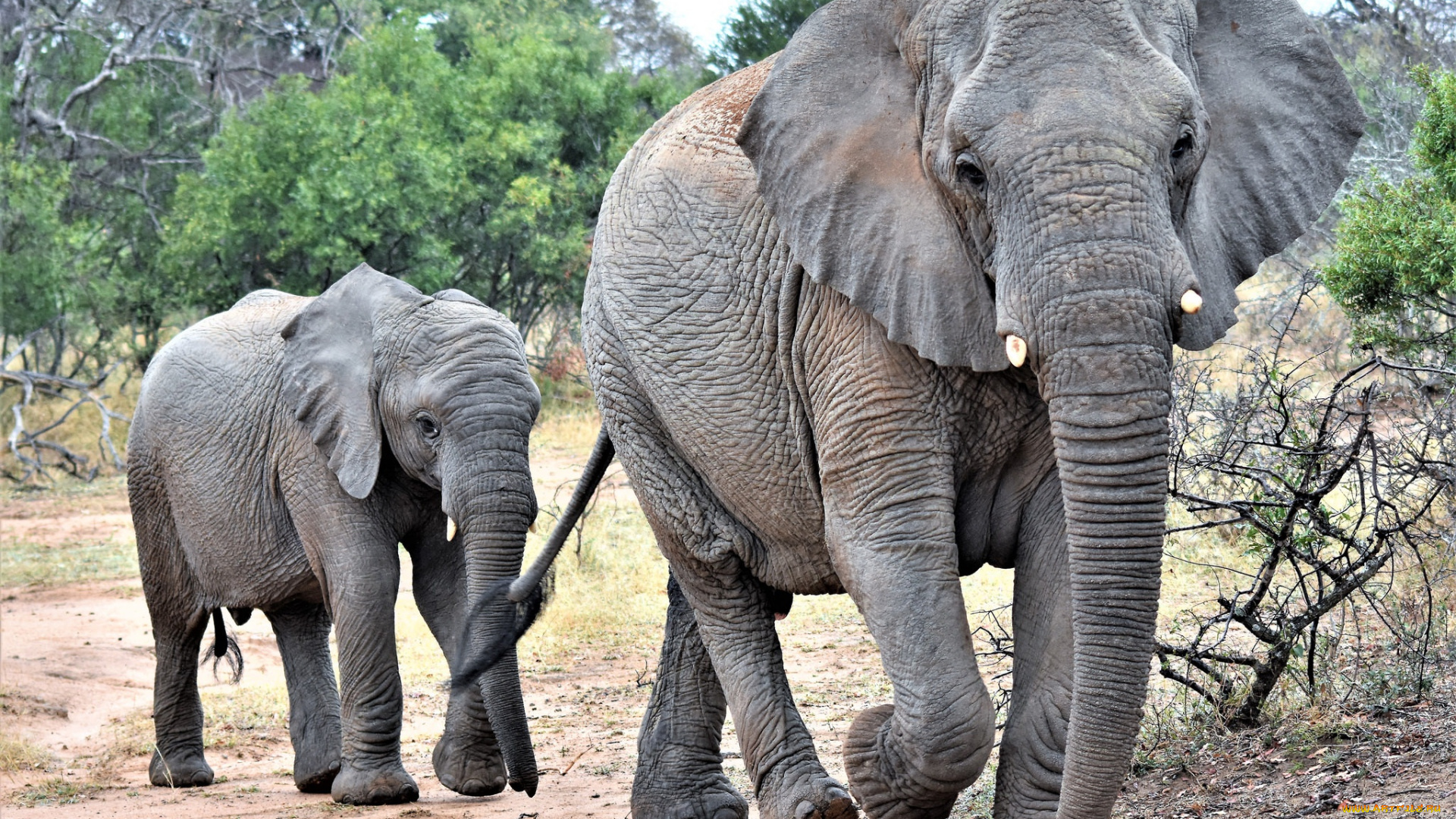 животные, слоны, семья, слонёнок, слониха