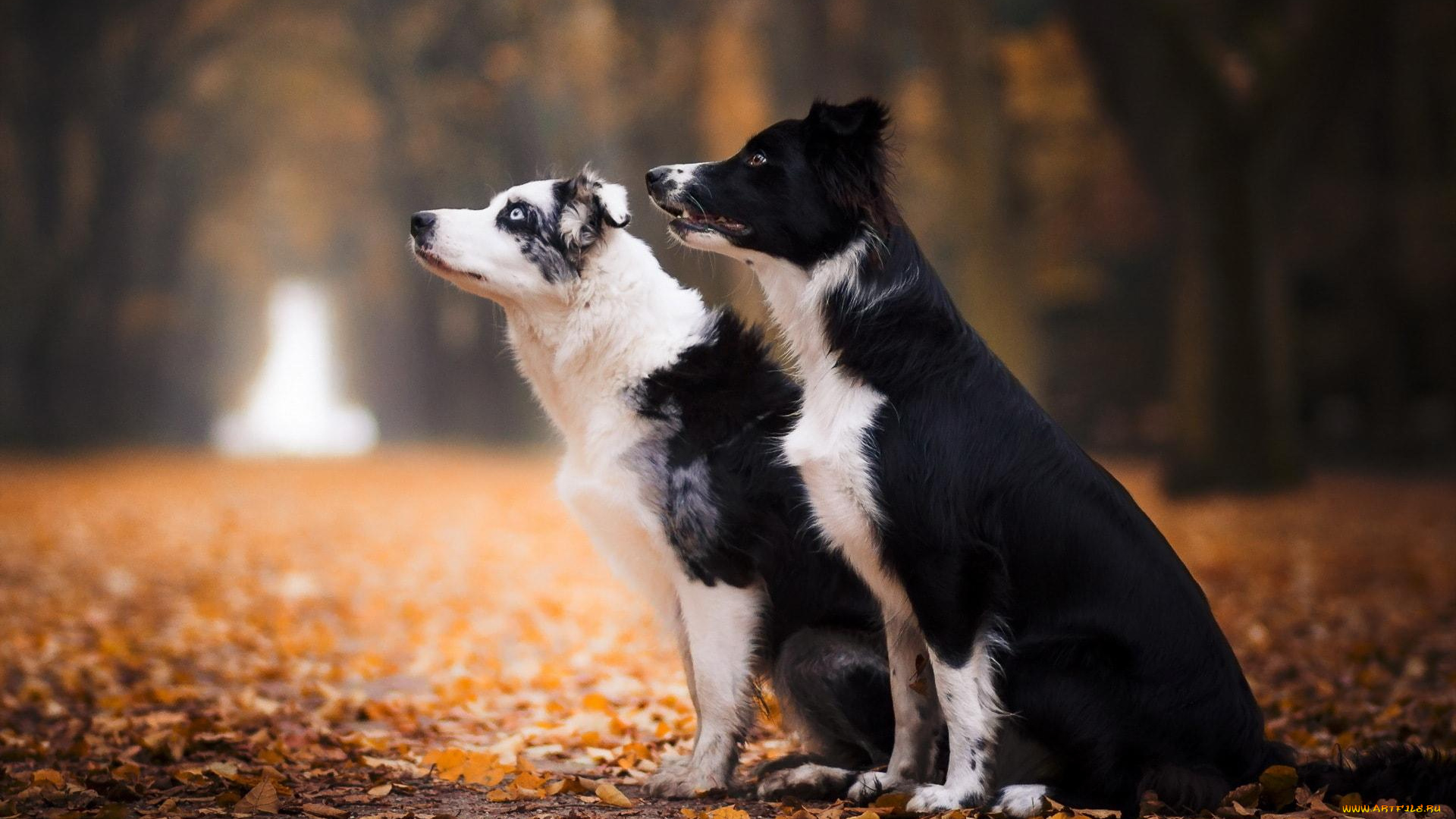 животные, собаки, осень, листья, деревья, аллея