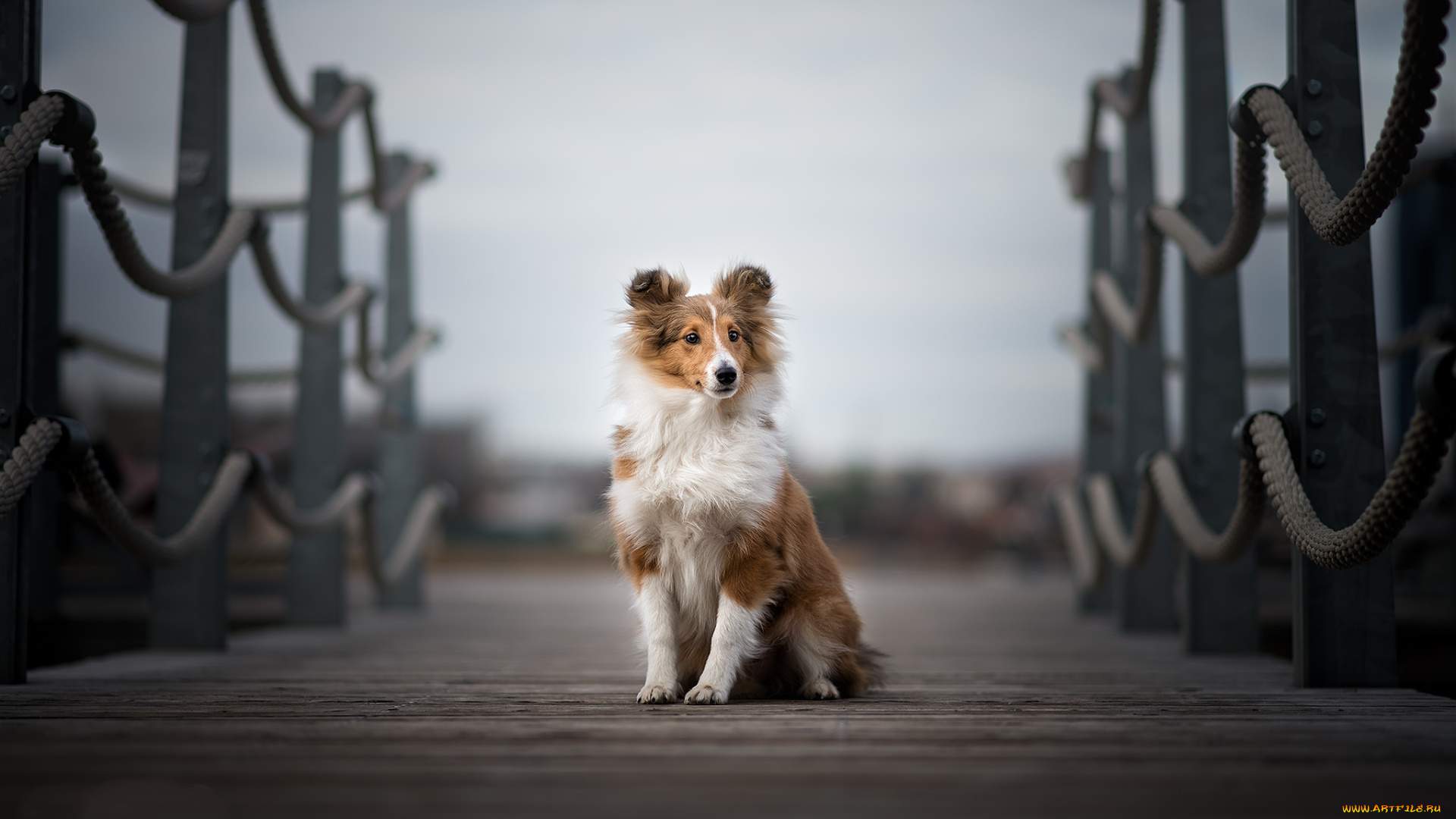 животные, собаки, пес