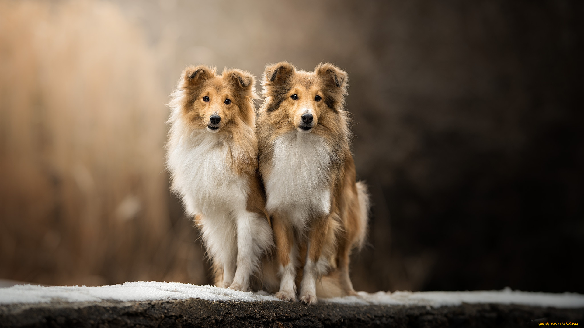 животные, собаки, пес