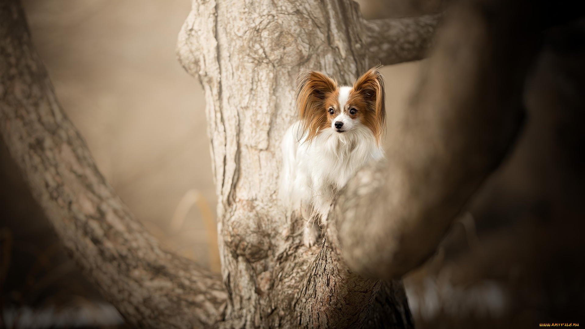 животные, собаки, пес