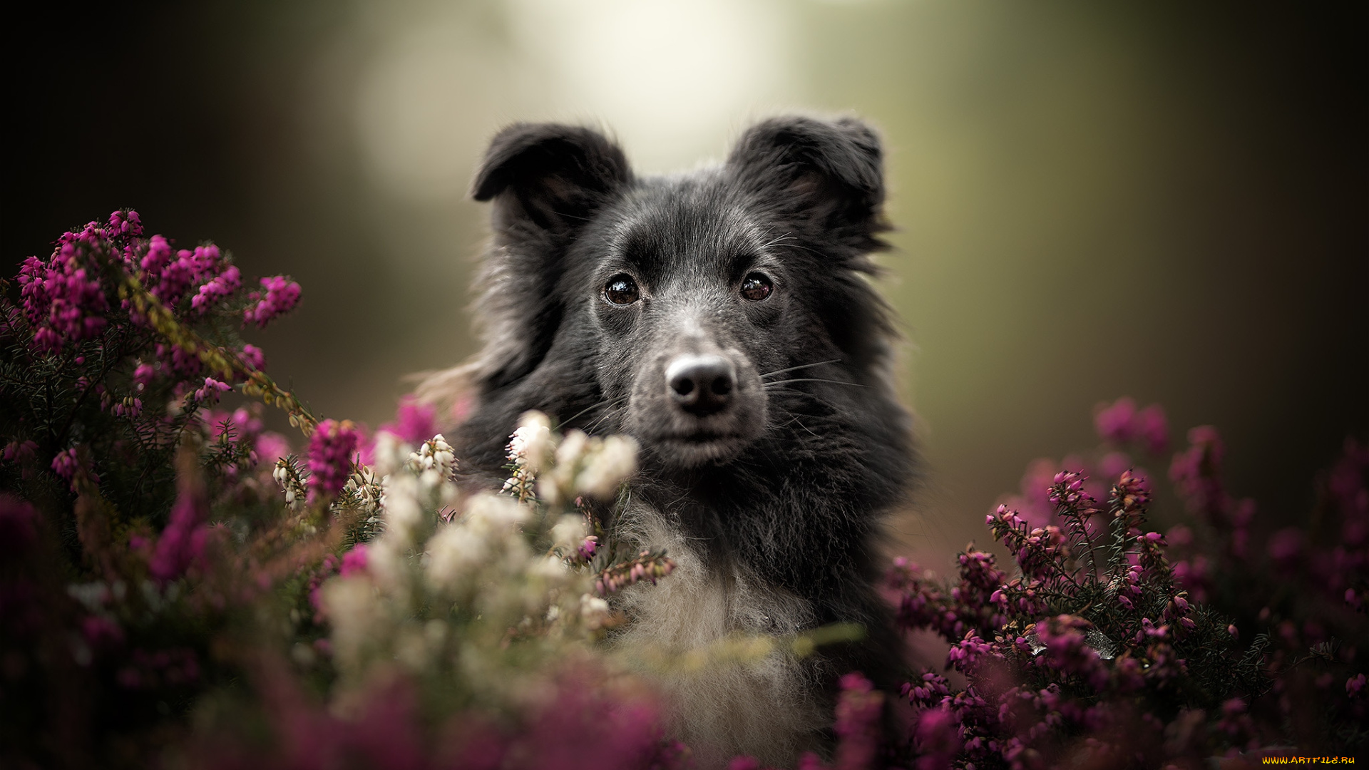 животные, собаки, пес
