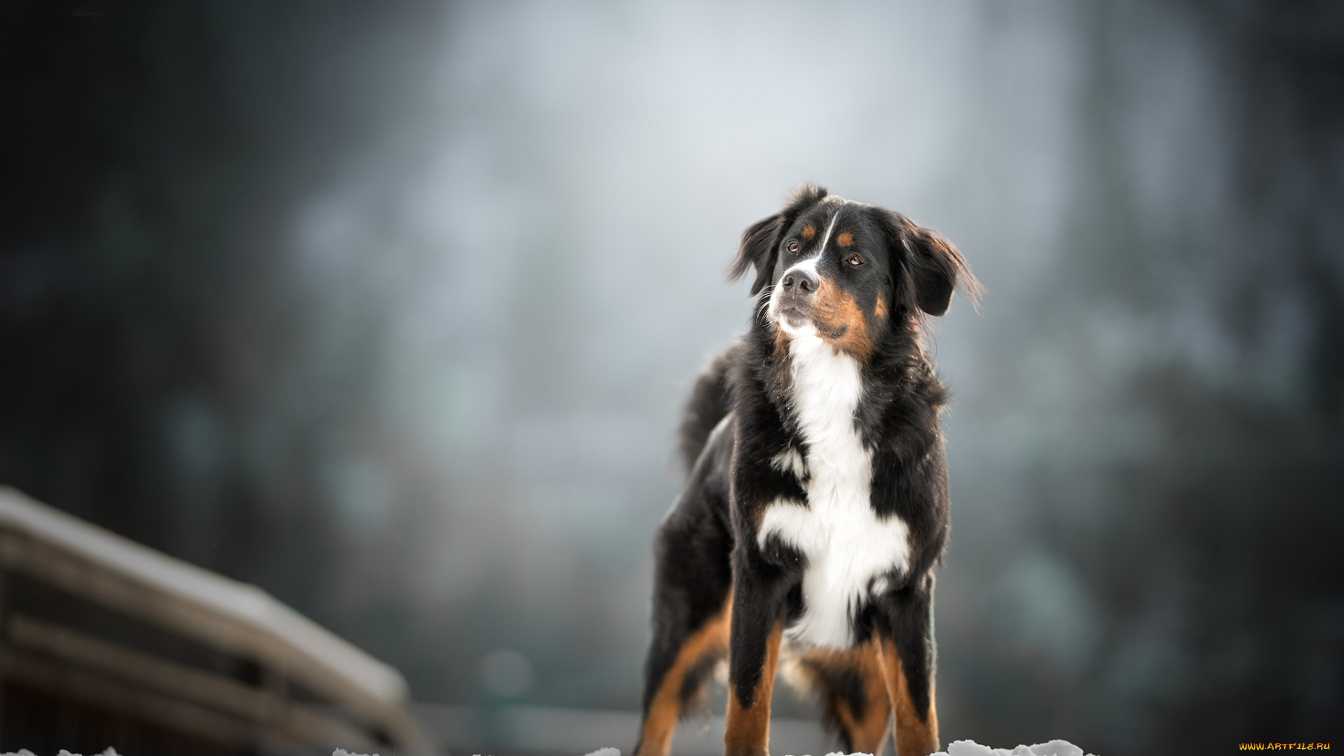 животные, собаки, пес